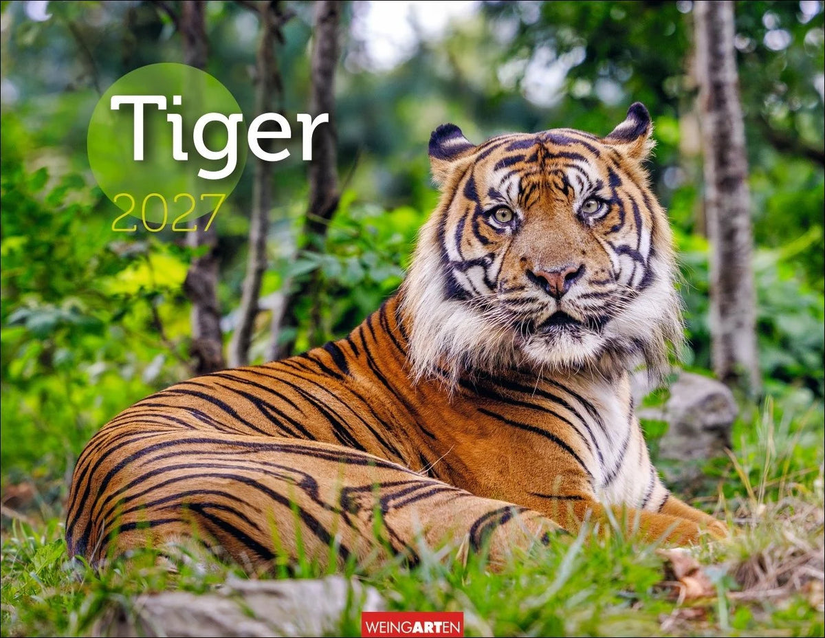 Wandkalender: Tiger Kalender 2027