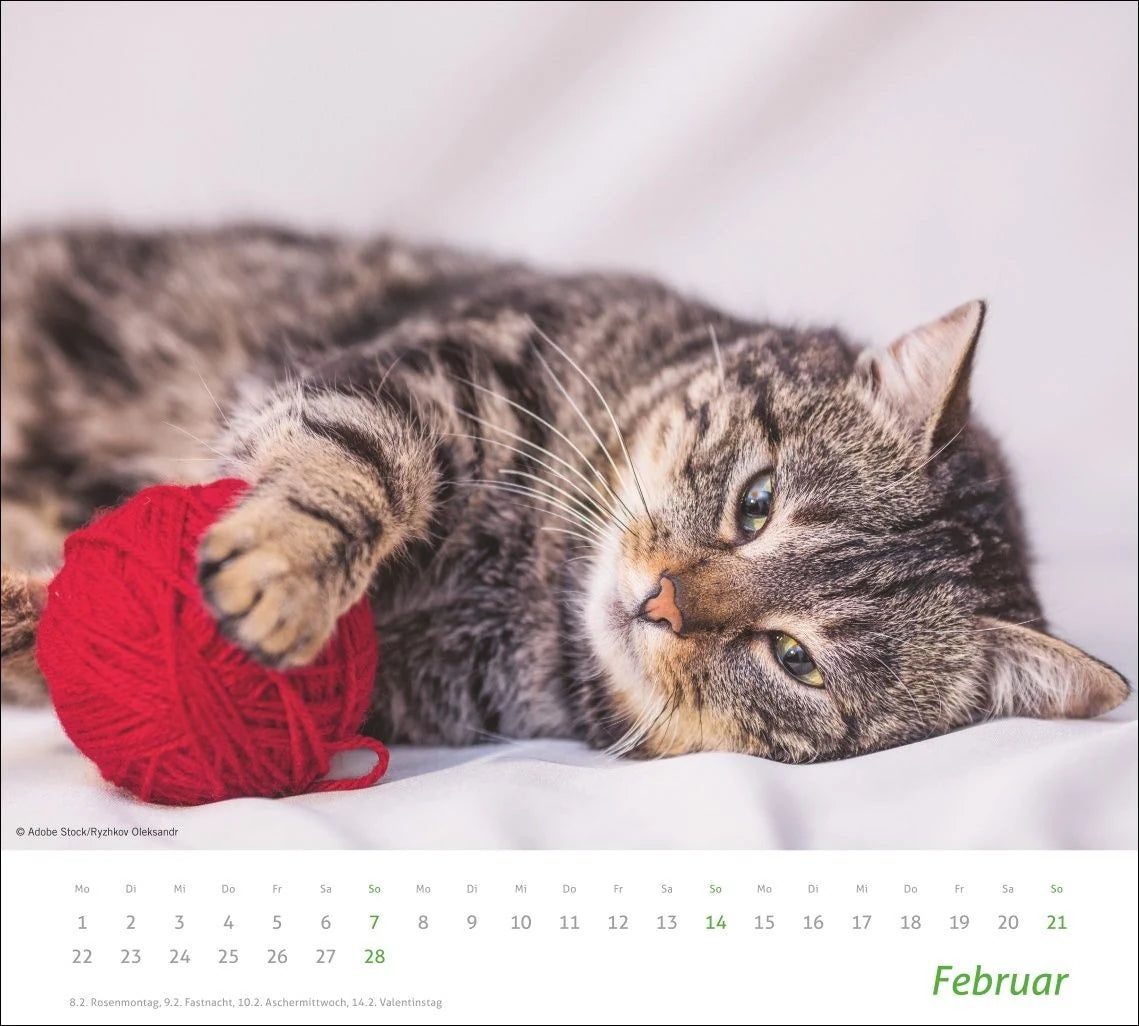 times&more Katzen Bildkalender 2027 – Ansicht