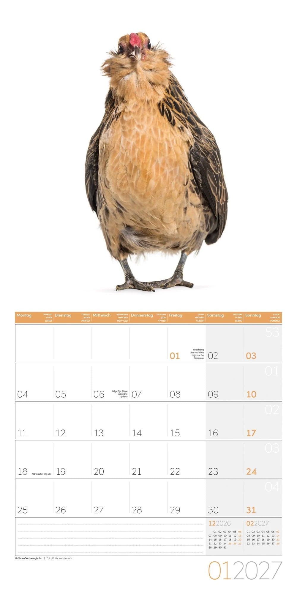 Verrückte Hühner Kalender 2027 - 30x30 - Art12 – Ansicht