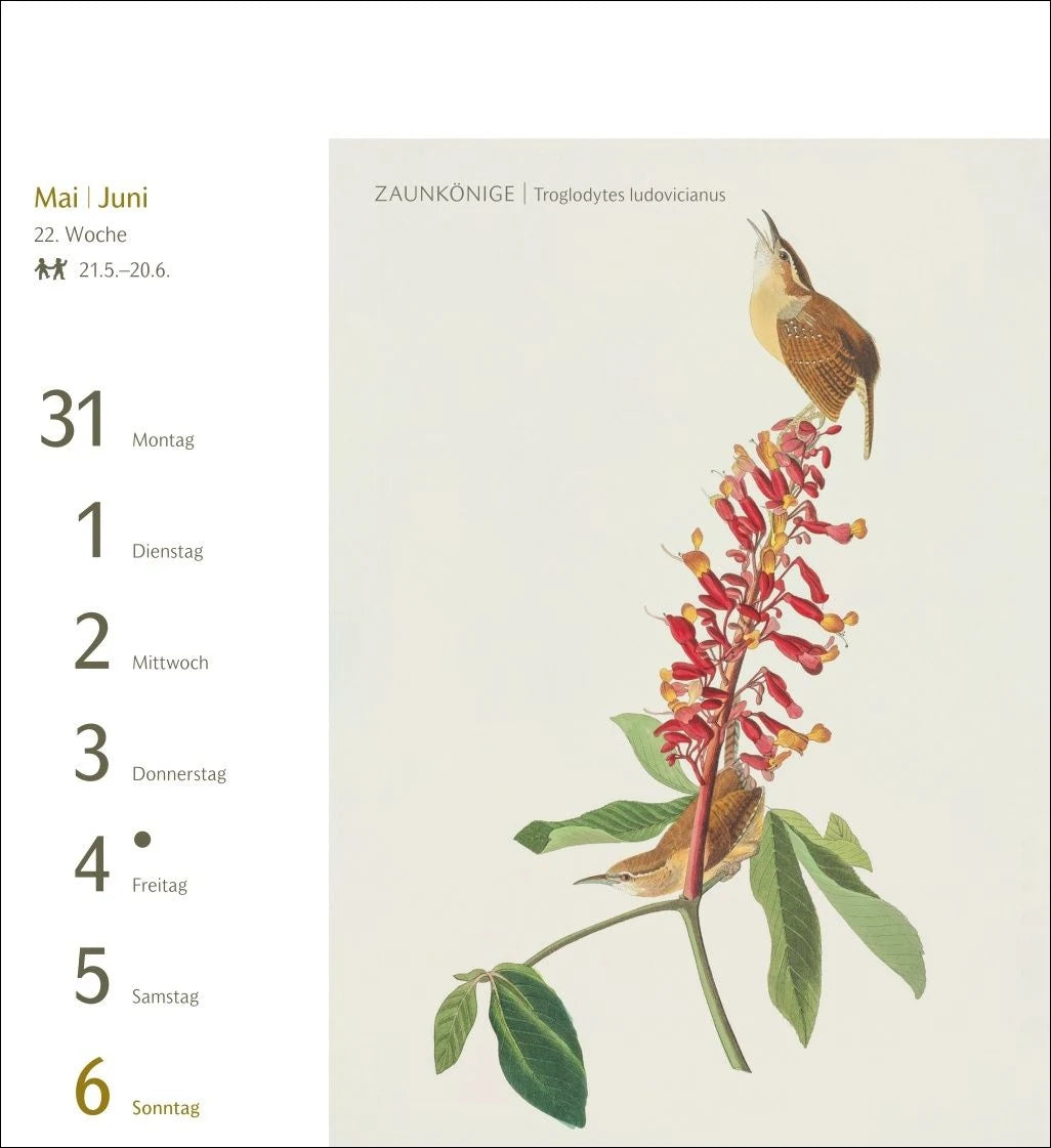 Vögel Postkartenkalender 2027 - Postkartenkalender mit 53 historischen Zeichnungen – Ansicht