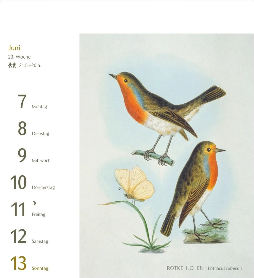 Vögel Postkartenkalender 2027 - Postkartenkalender mit 53 historischen Zeichnungen – Ansicht