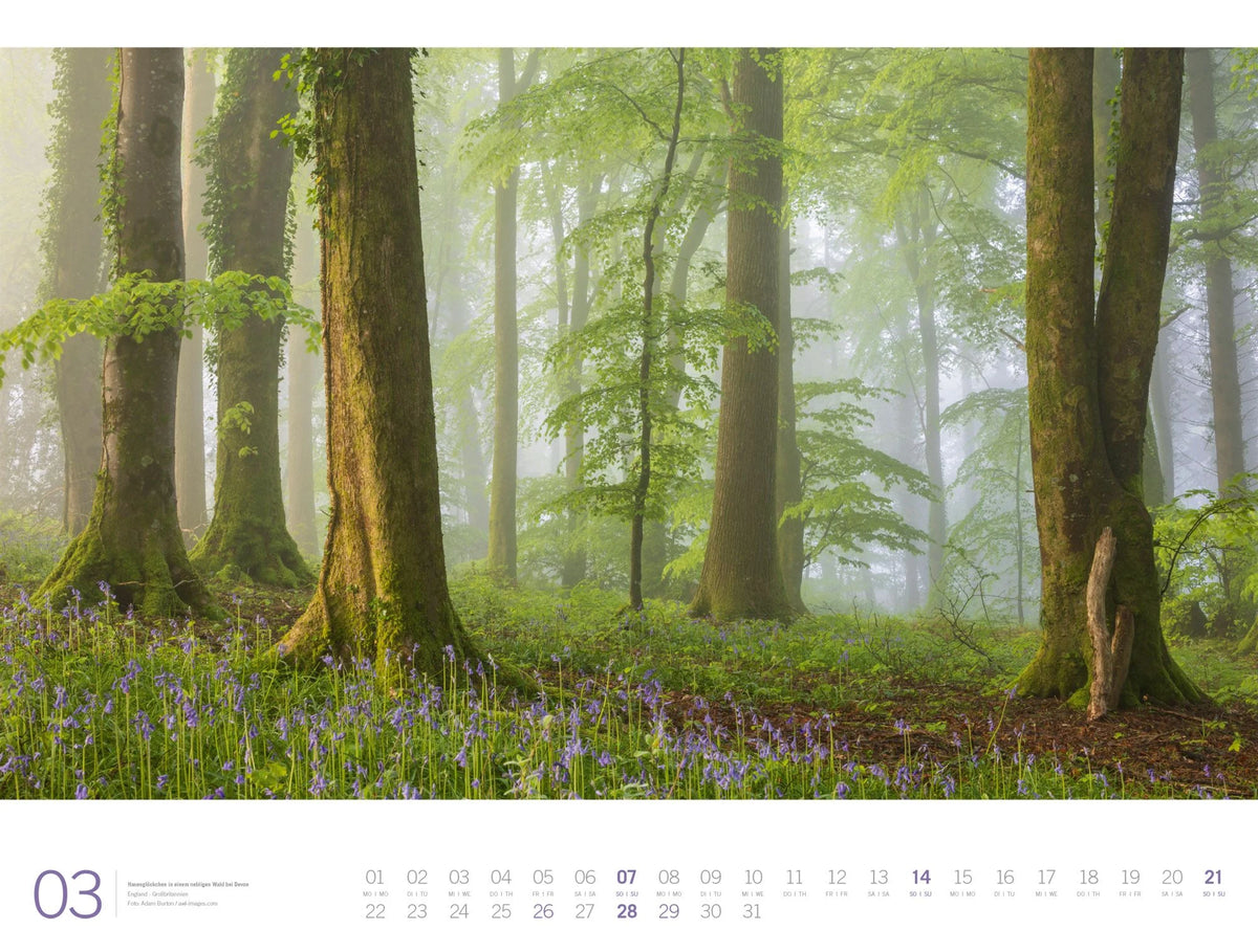 Wald Gallery Kalender 2027 – Ansicht