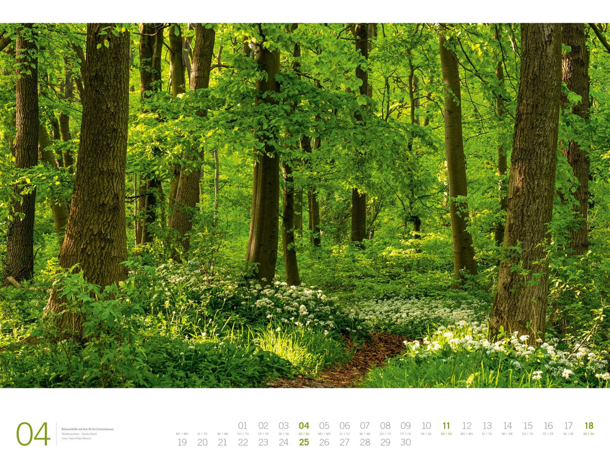 Wald Gallery Kalender 2027 – Ansicht