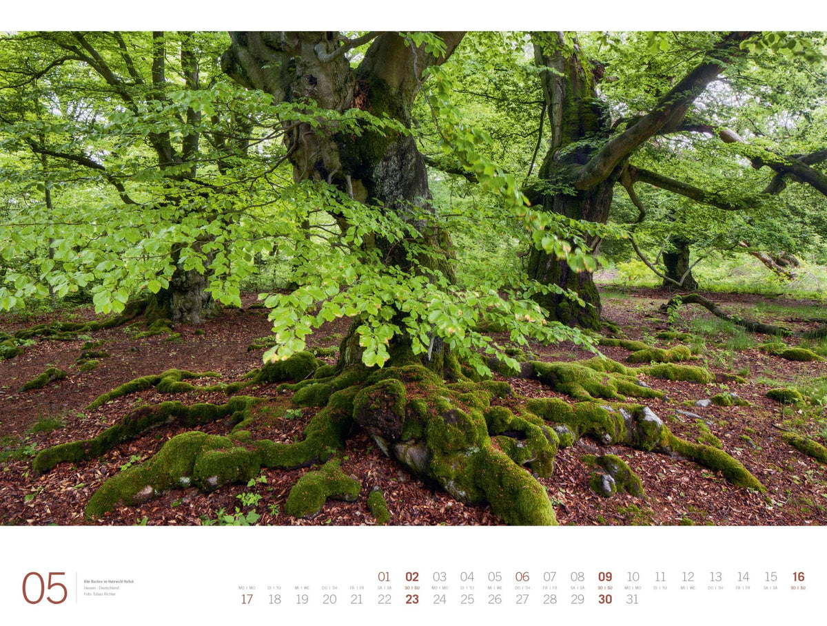 Wald Gallery Kalender 2027 – Ansicht