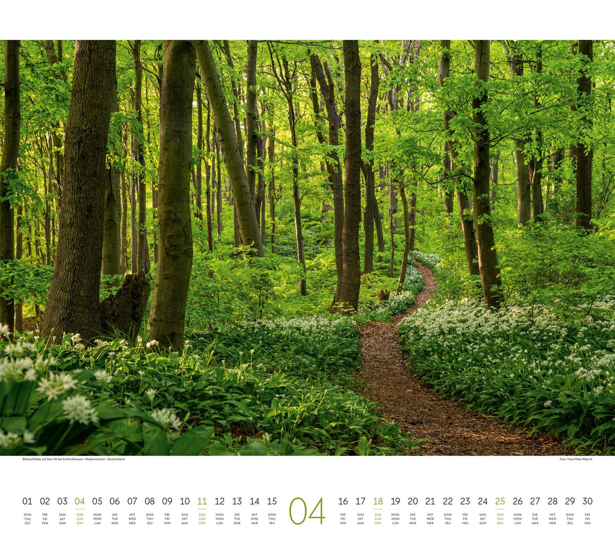 Wald Kalender 2027 – Ansicht