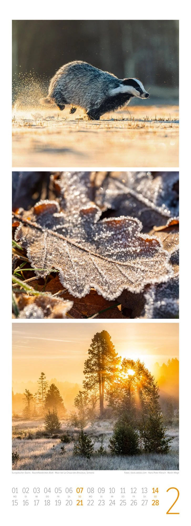 Waldleben Triplet-Kalender 2027 | Spaziergang durch heimische Wälder – Ansicht