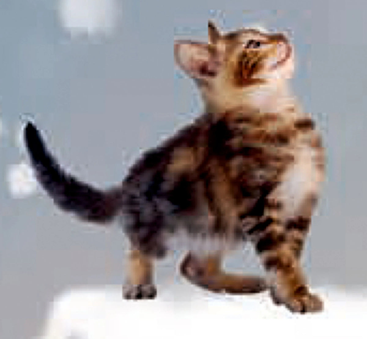 Wand-Adventskalender – Katzen-Weihnacht – Ansicht