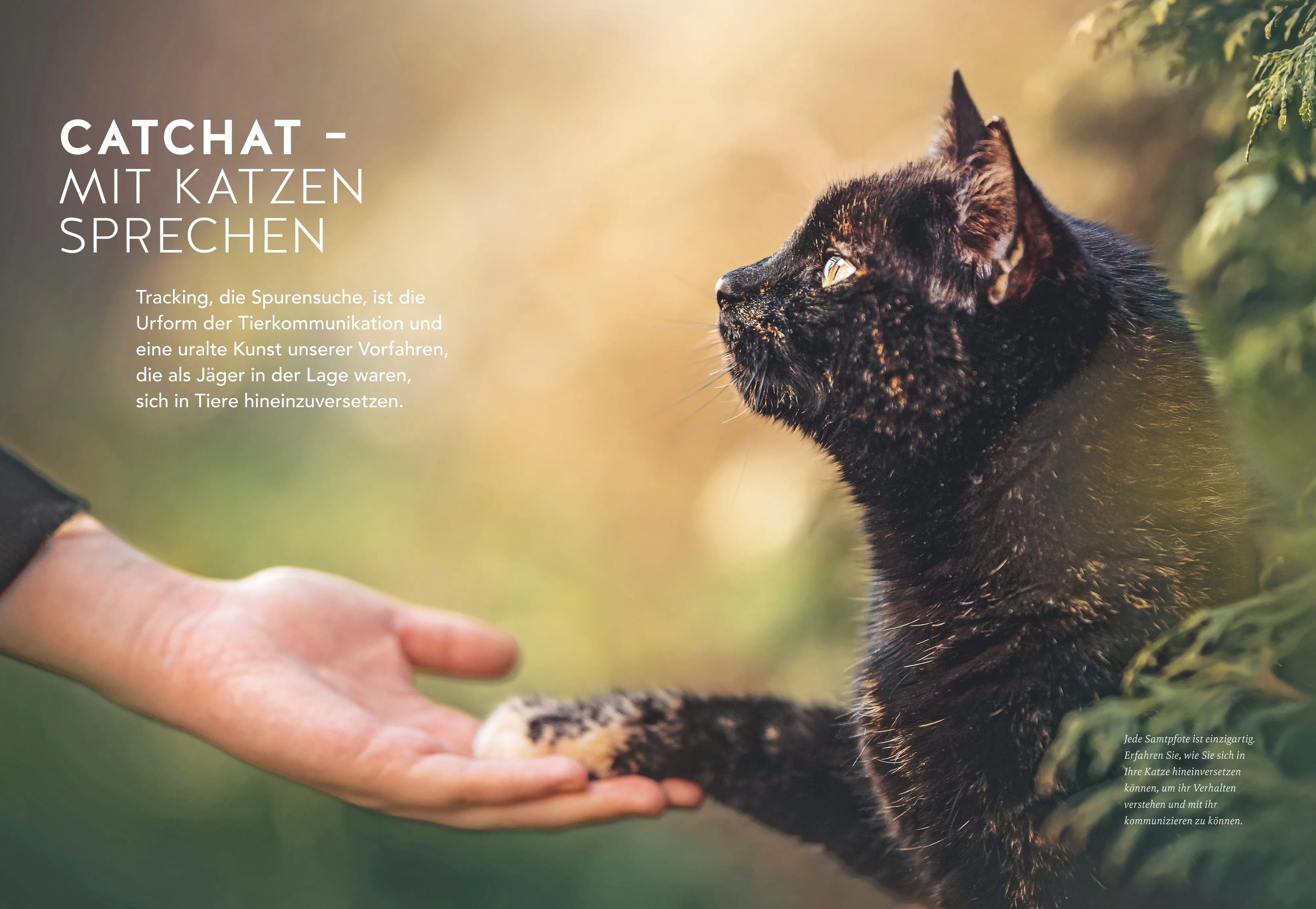 Abbildung von 'Was will mir meine Katze sagen?'