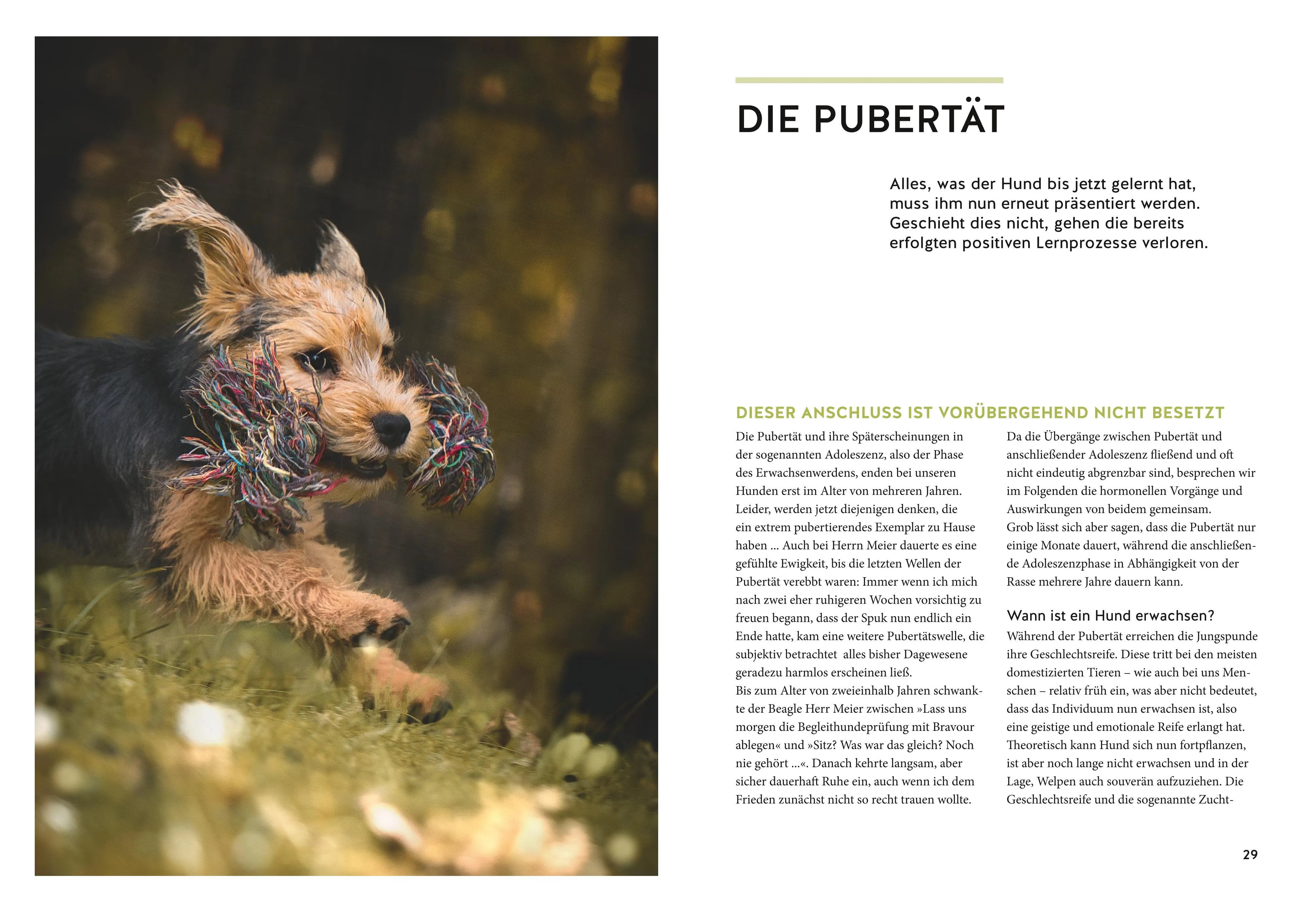 Produktansicht: Wenn der Welpe zum halbstarken Hund wird (Gebundene Ausgabe)