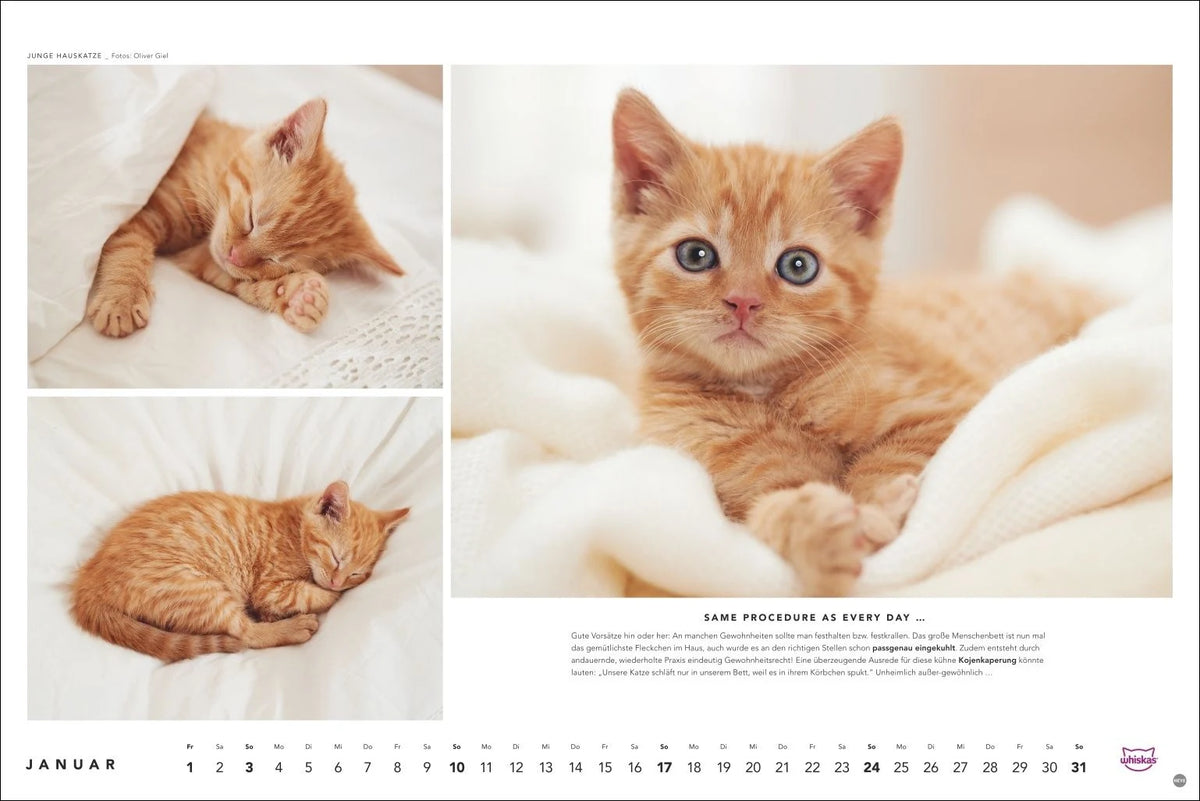 Whiskas Katzenkalender 2027 – Ansicht