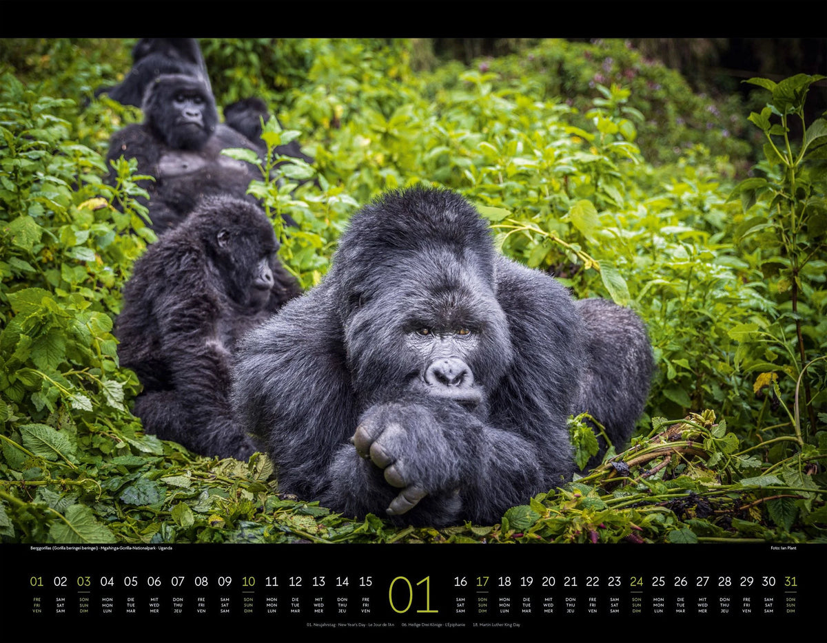 Wildes Afrika Kalender 2027 – Ansicht
