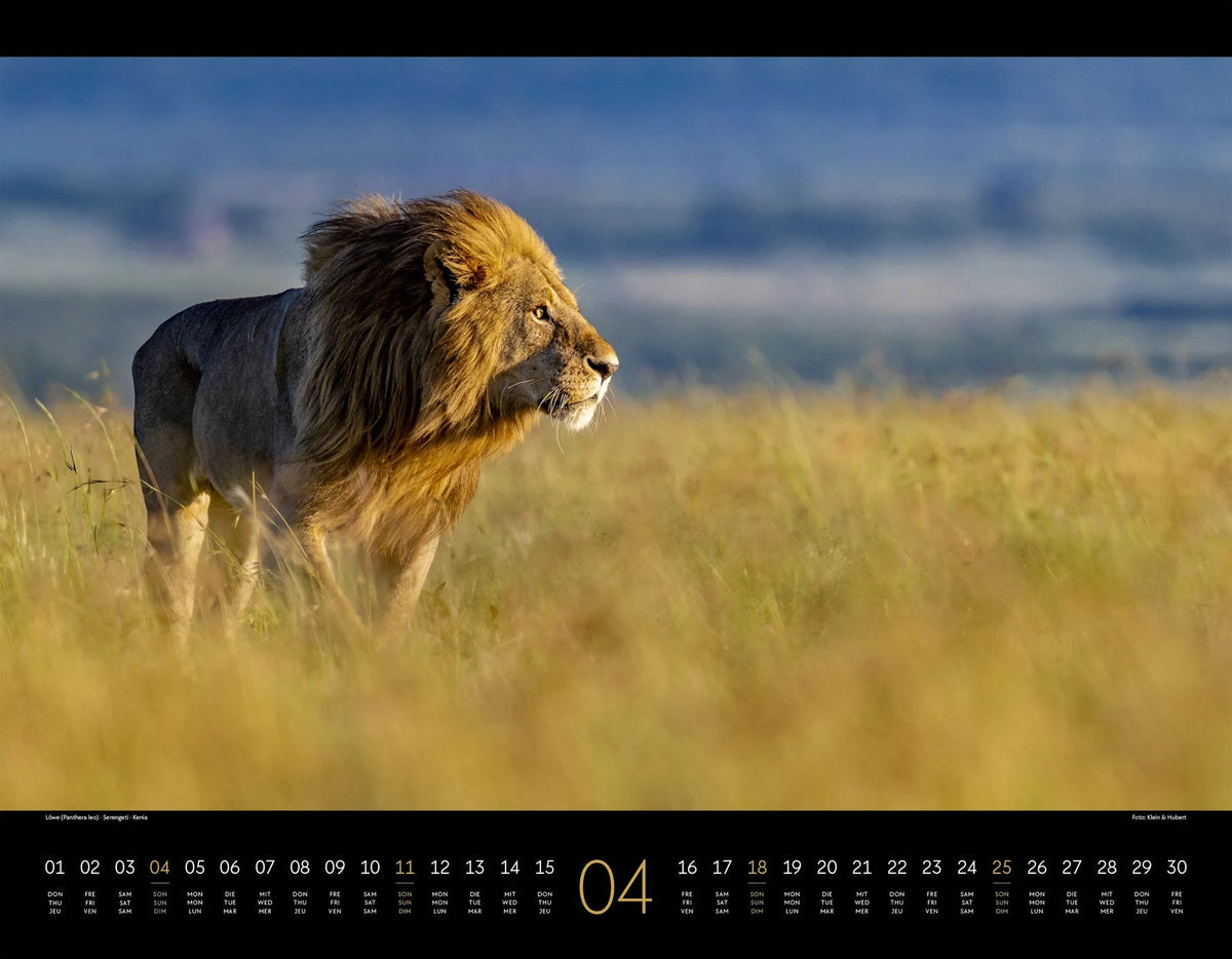 Wildes Afrika Kalender 2027 – Ansicht