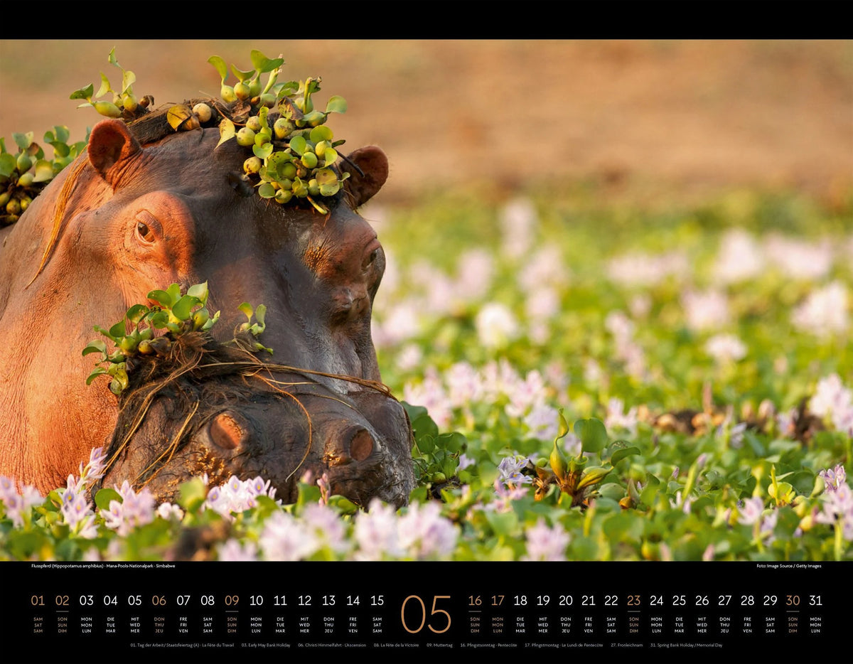 Wildes Afrika Kalender 2027 – Ansicht