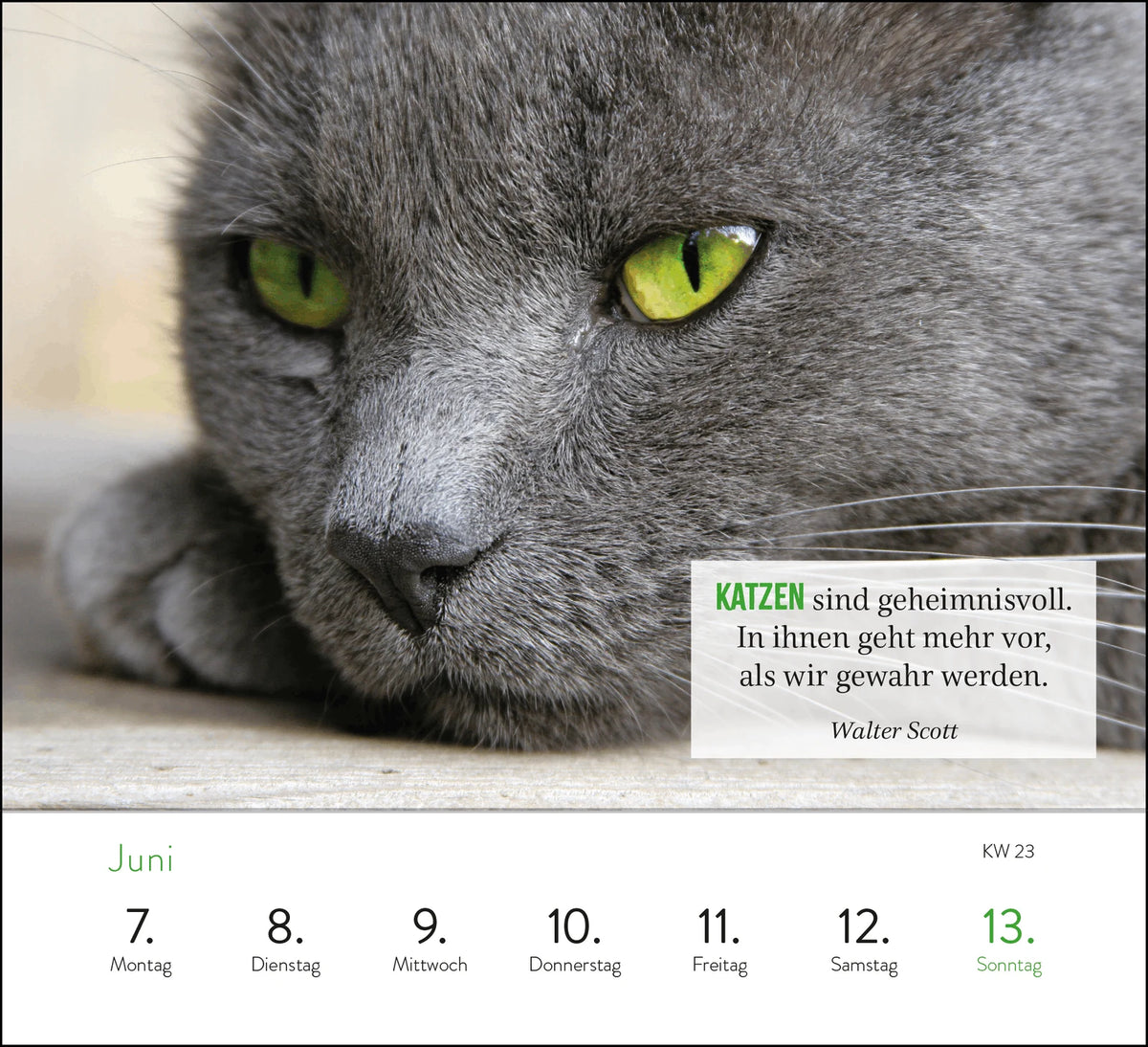 Wochenkalender 2027: Kluge Katzen – Ansicht