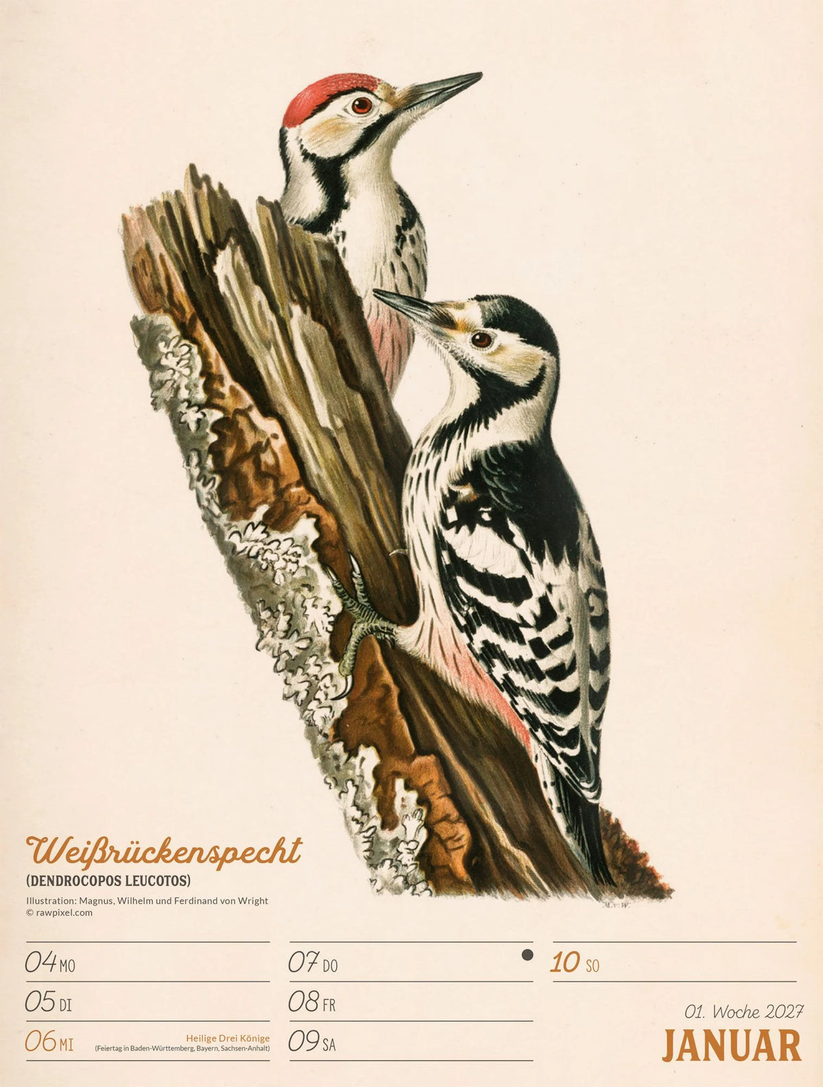 Wunderbare Vogelwelt Wochenplaner Kalender 2027 – Ansicht