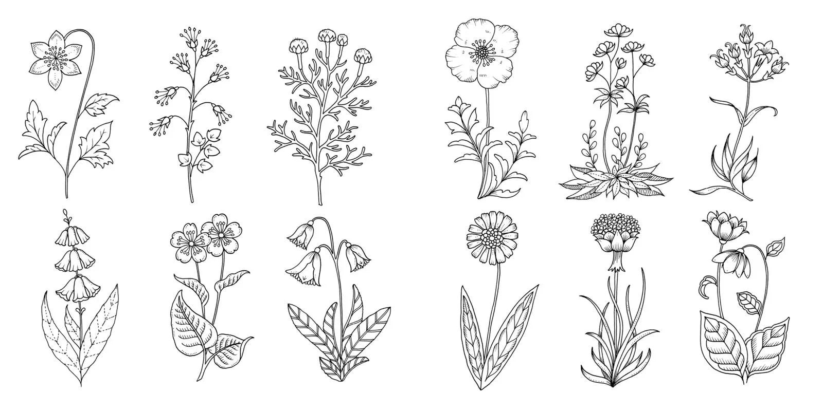 Innenansicht von 'Wundervolle Wildblumen' - Taschenbuch