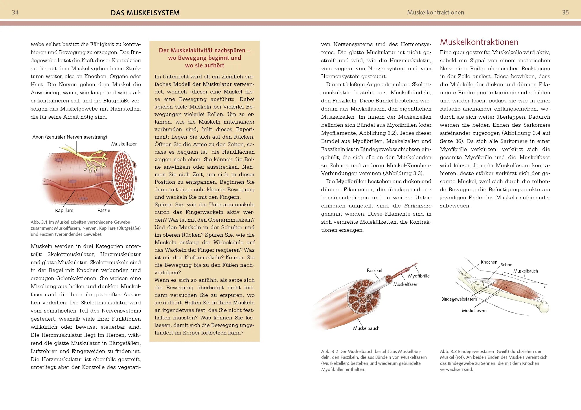 Innenansicht von 'Yoga-Anatomie' - Taschenbuch