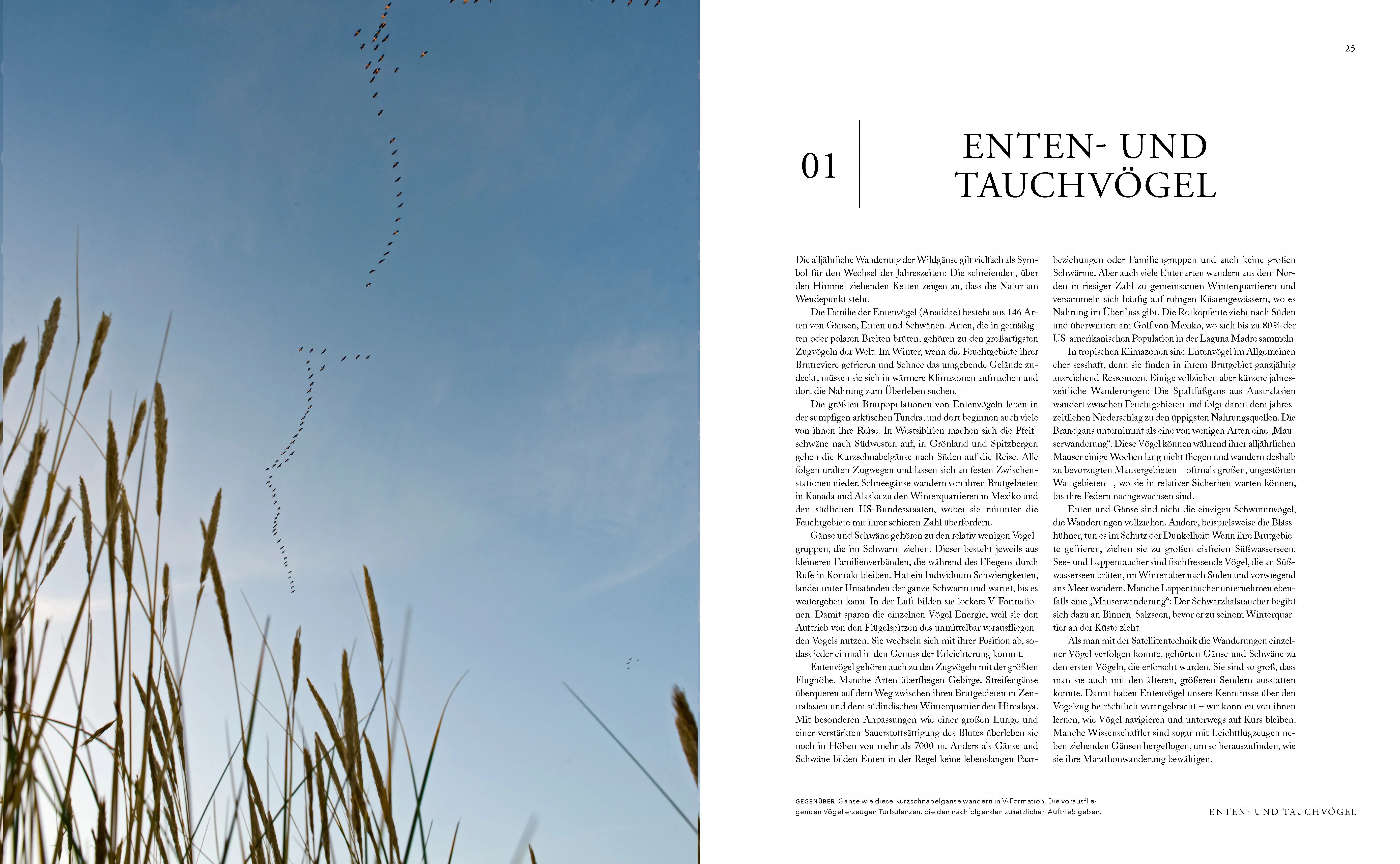 Produktansicht: Zugvögel (Gebundene Ausgabe)