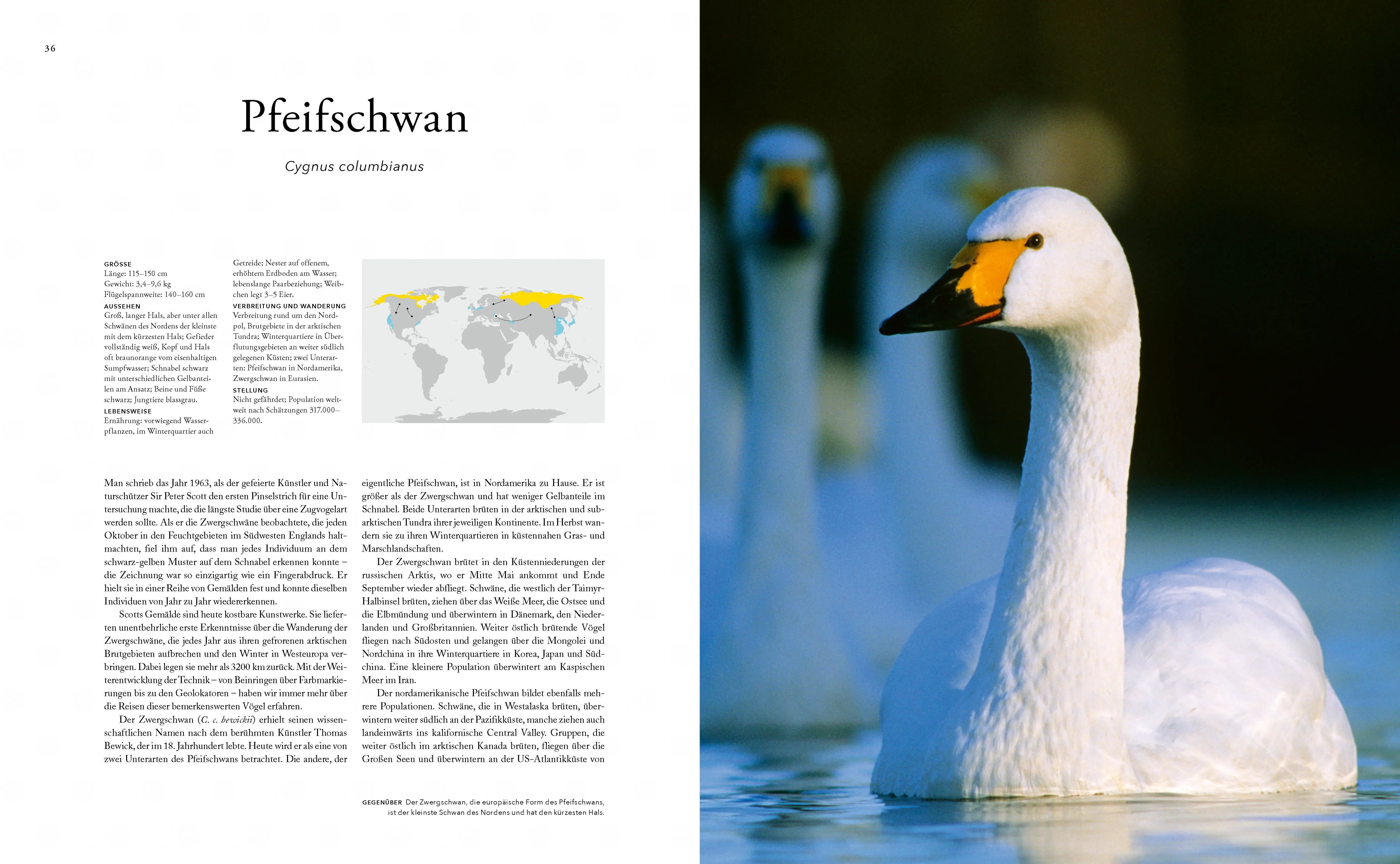 Abbildung von 'Zugvögel'