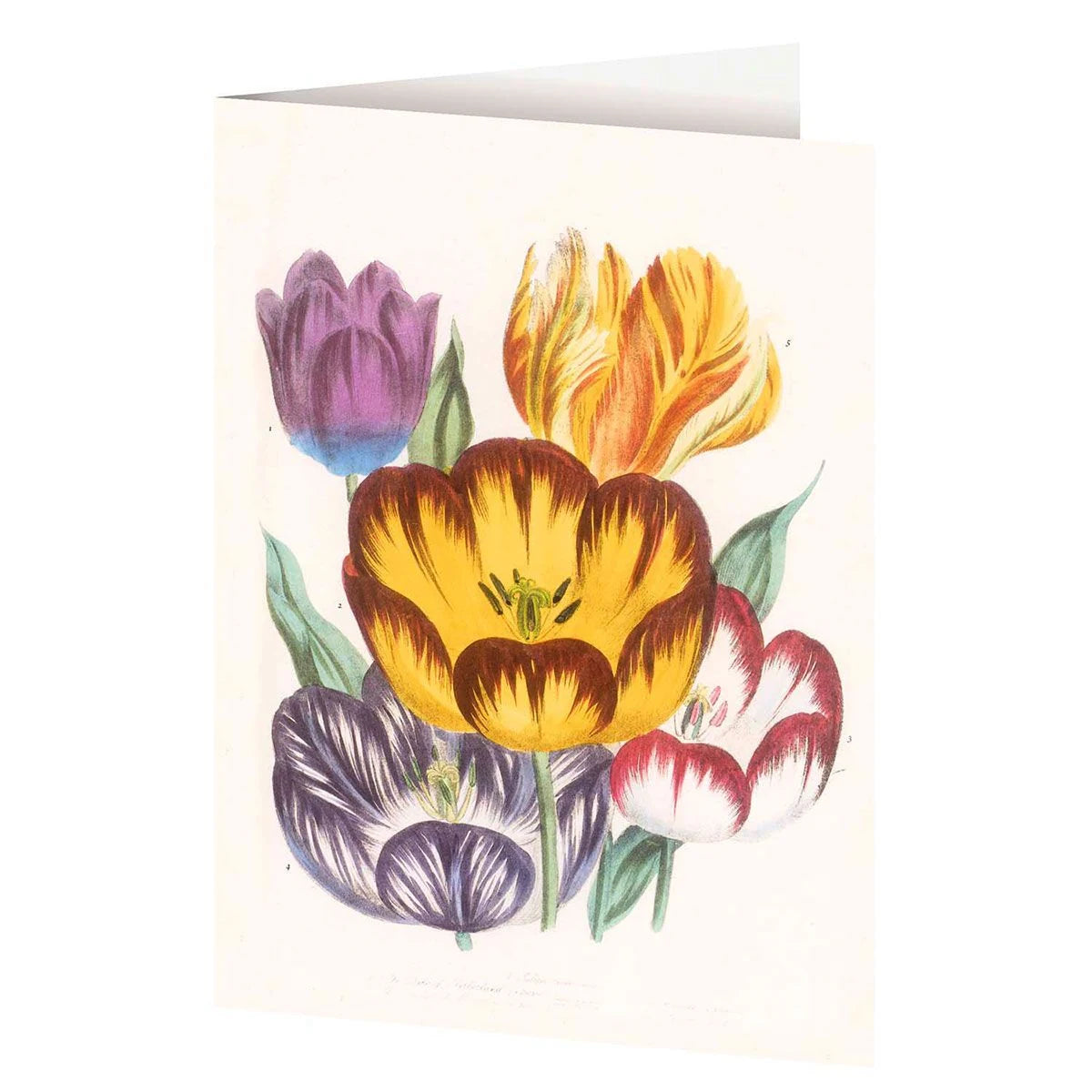 4er-Set Doppelkarten »Blumengrüße« mit Motiven von Jane C. Loudon – Ansicht