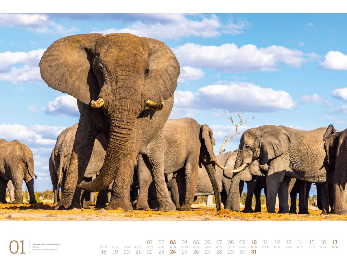 Afrika Gallery Kalender 2027 – Ansicht