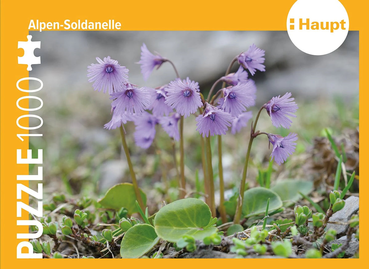 Puzzle: Alpen-Soldanelle – Puzzle