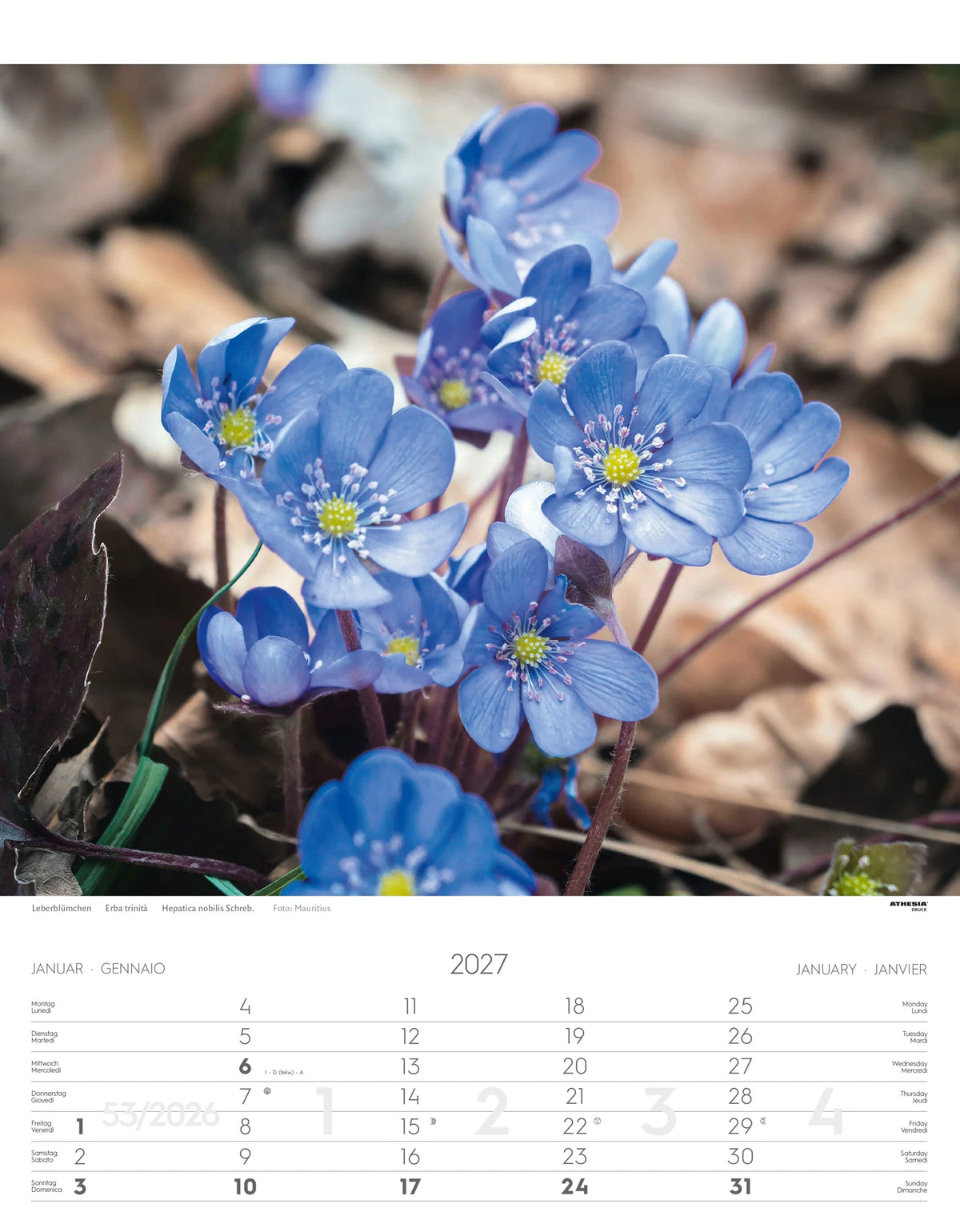 Alpenblumen Kalender 2027 – Ansicht
