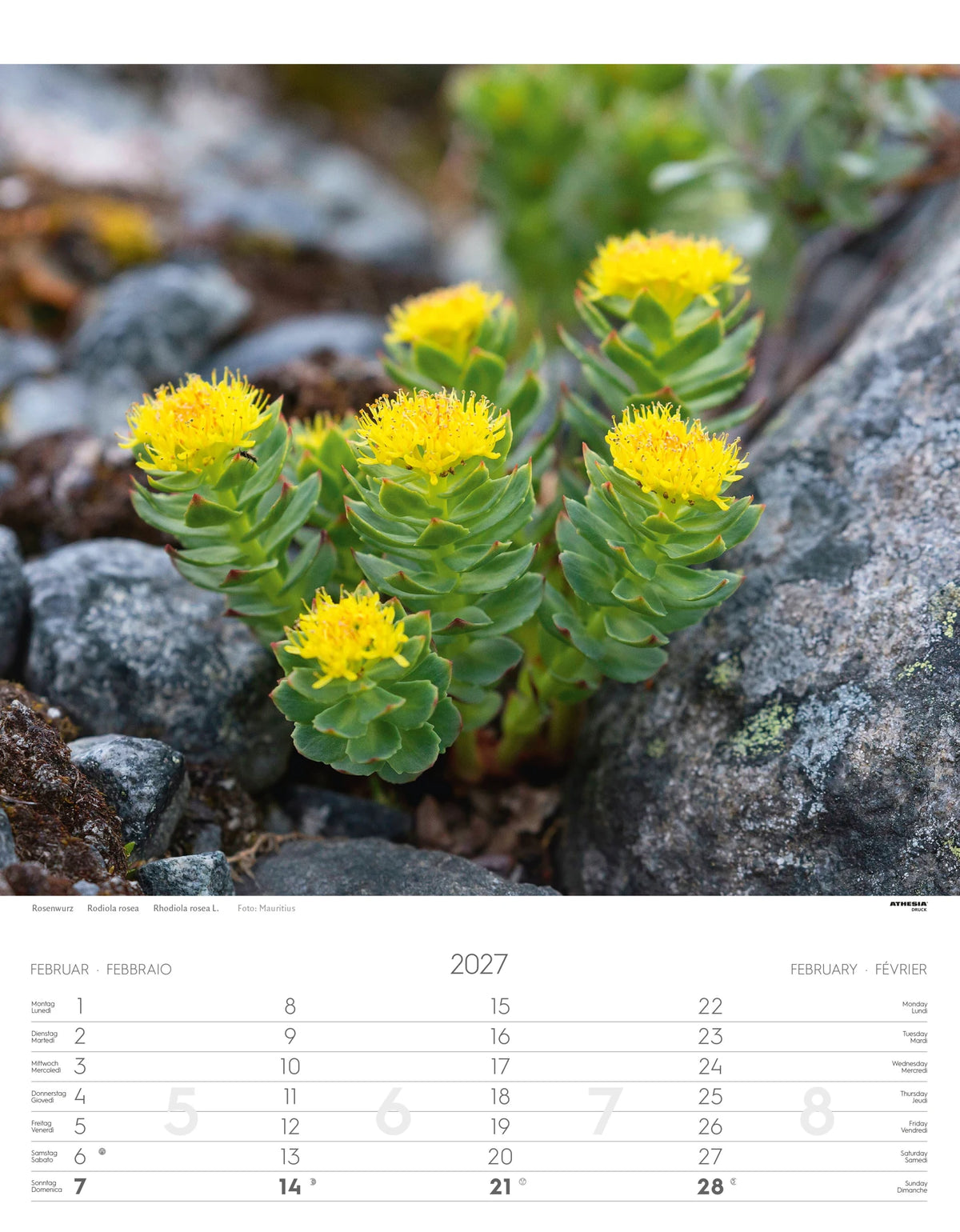 Alpenblumen Kalender 2027 – Ansicht
