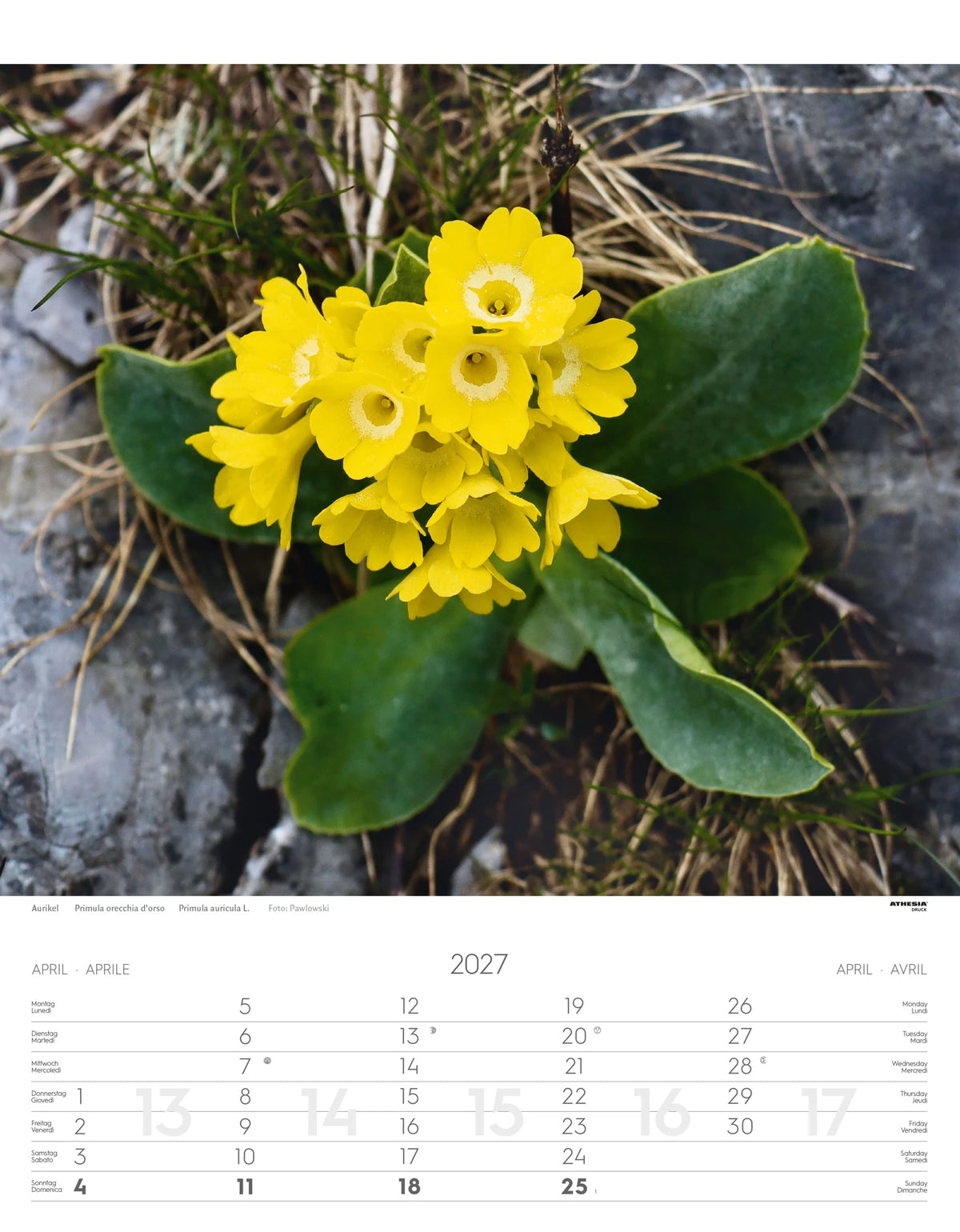 Alpenblumen Kalender 2027 – Ansicht