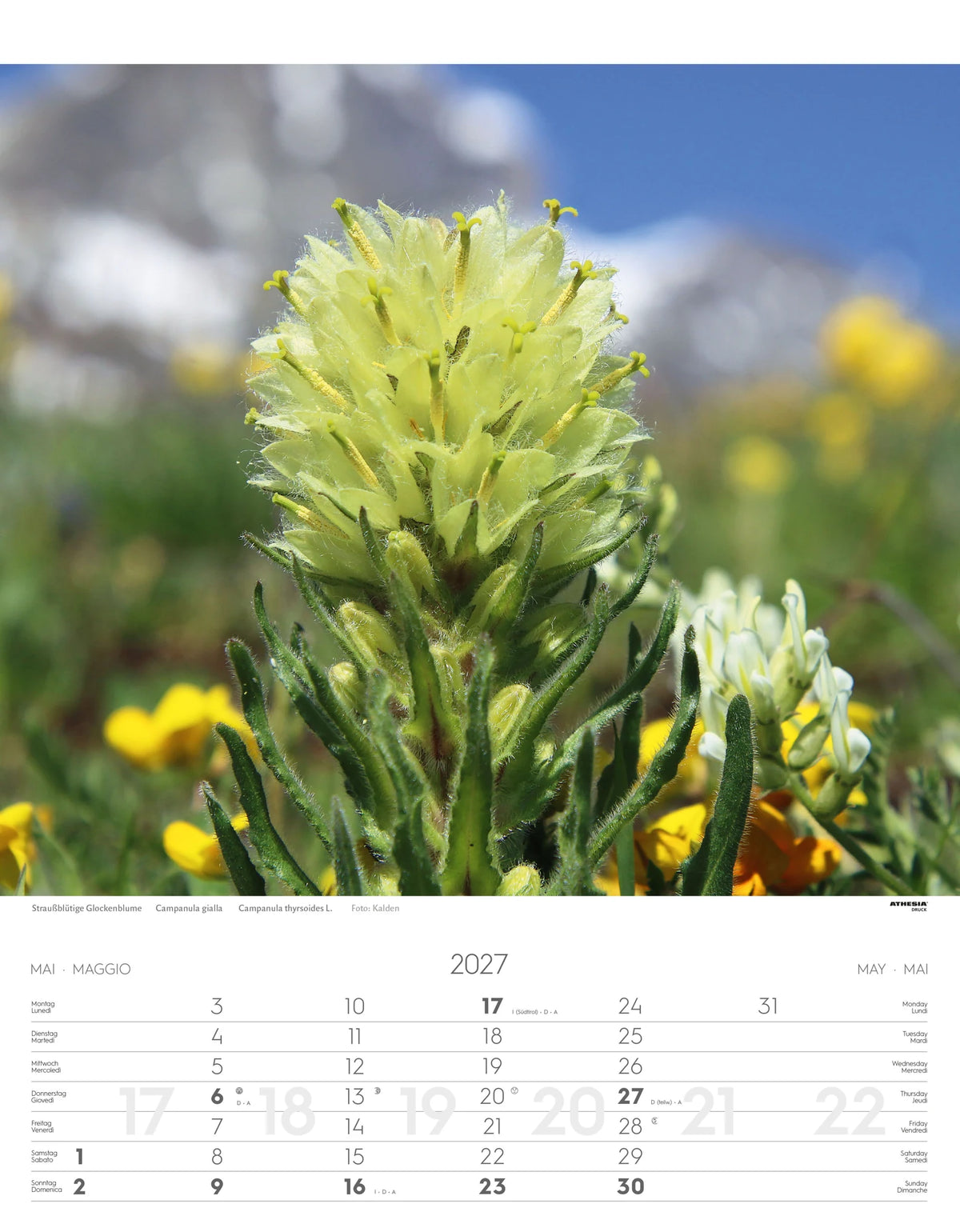 Alpenblumen Kalender 2027 – Ansicht