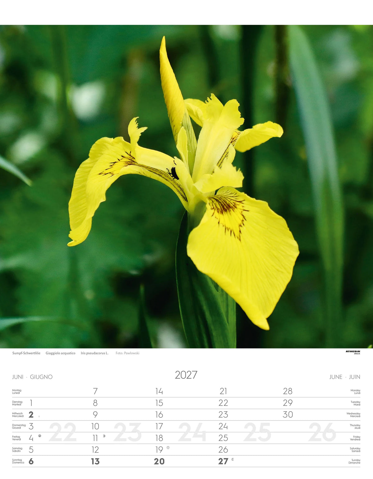 Alpenblumen Kalender 2027 – Ansicht