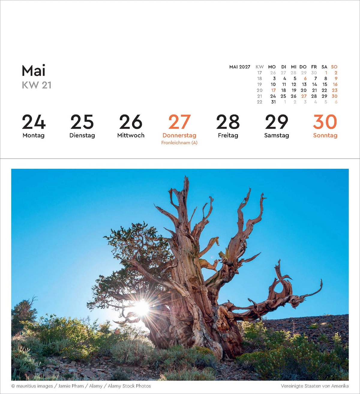 Alte Bäume - KUNTH Postkartenkalender 2027 – Ansicht