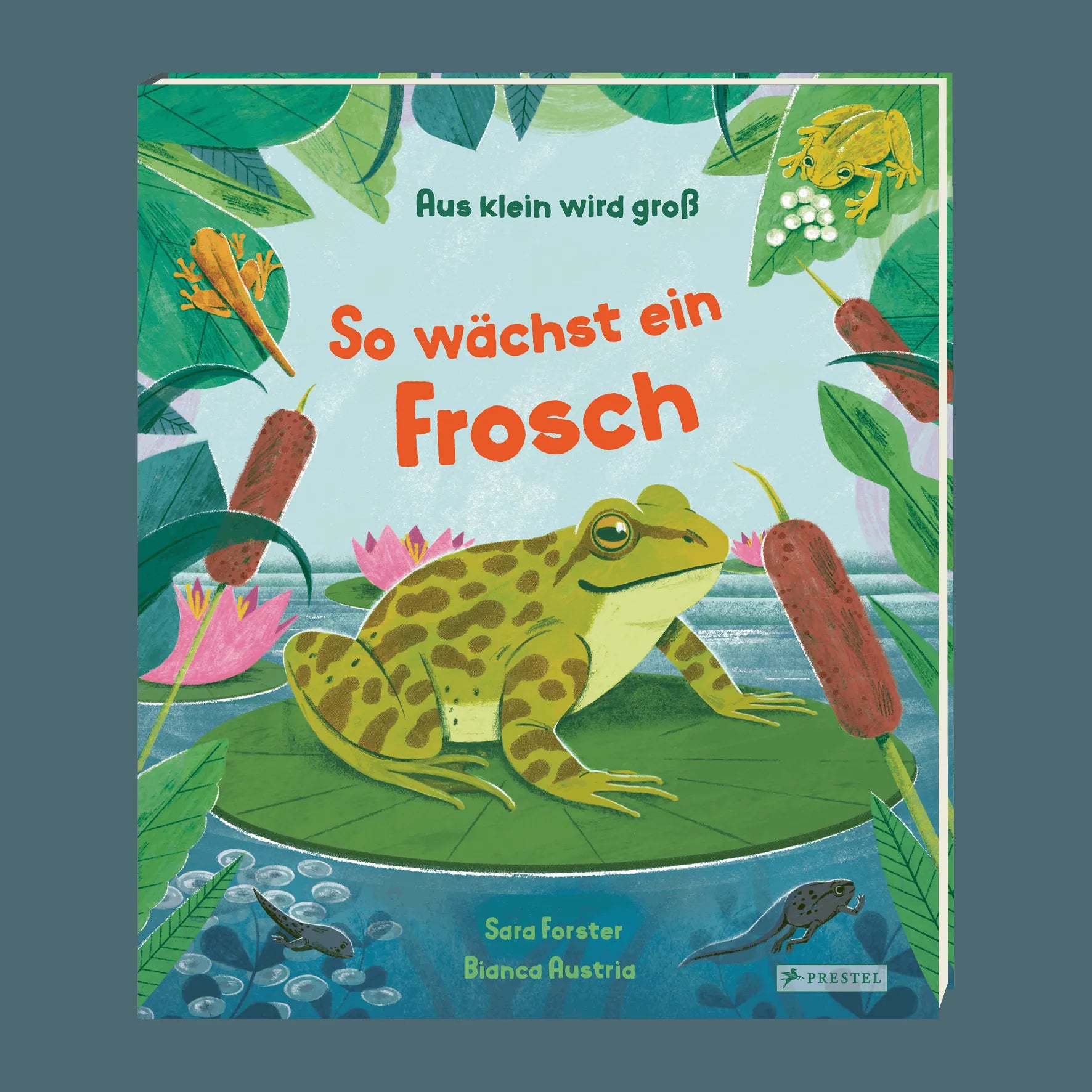 Detailansicht: Aus klein wird groß. So wächst ein Frosch (Hardcover)