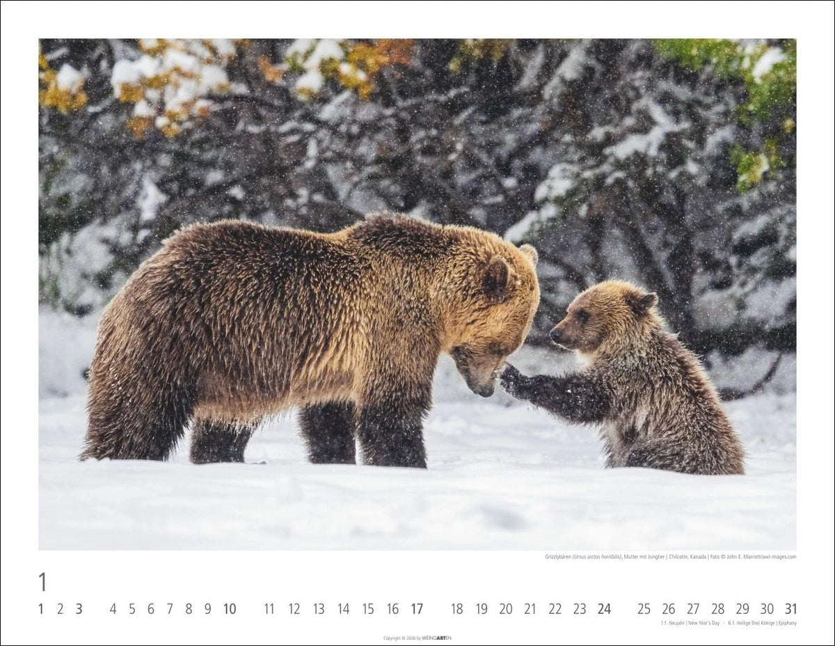 Bären Kalender 2027 – Ansicht