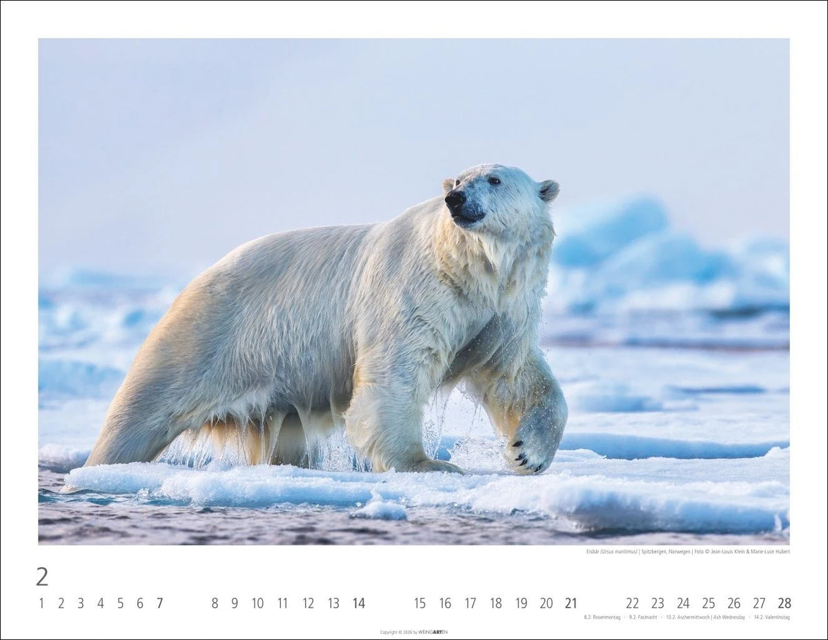 Bären Kalender 2027 – Ansicht