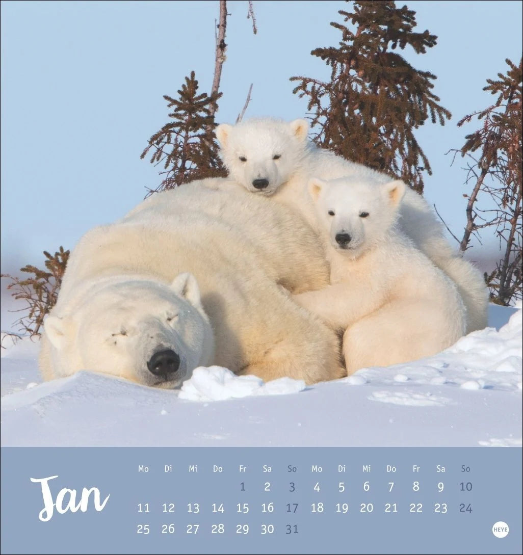 Bärenstark Postkartenkalender 2027 – Ansicht