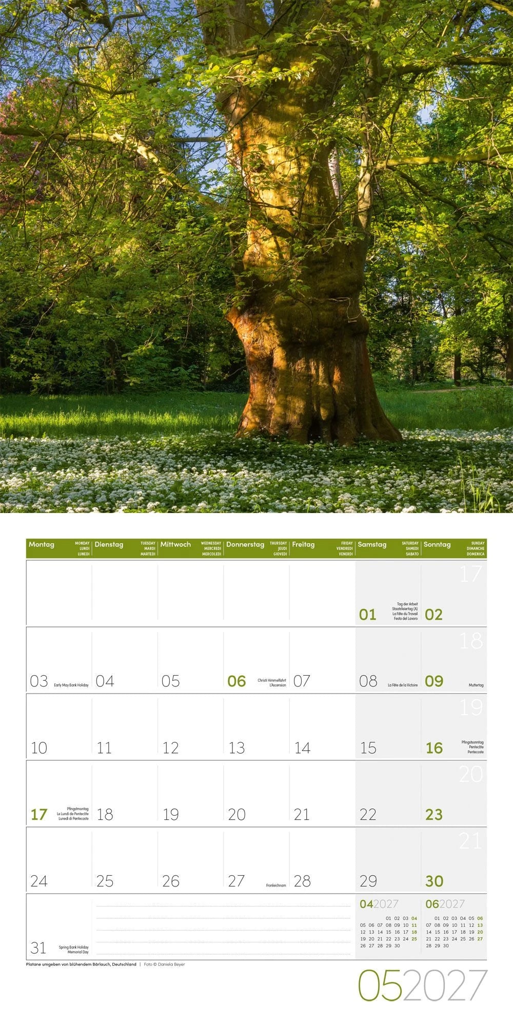 Bäume Kalender 2027 - 30x30 - Art12 – Ansicht