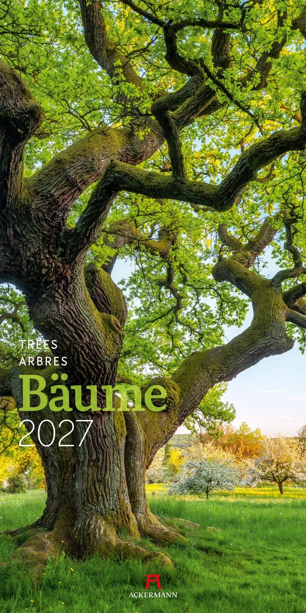 Wandkalender: Bäume Kalender 2027