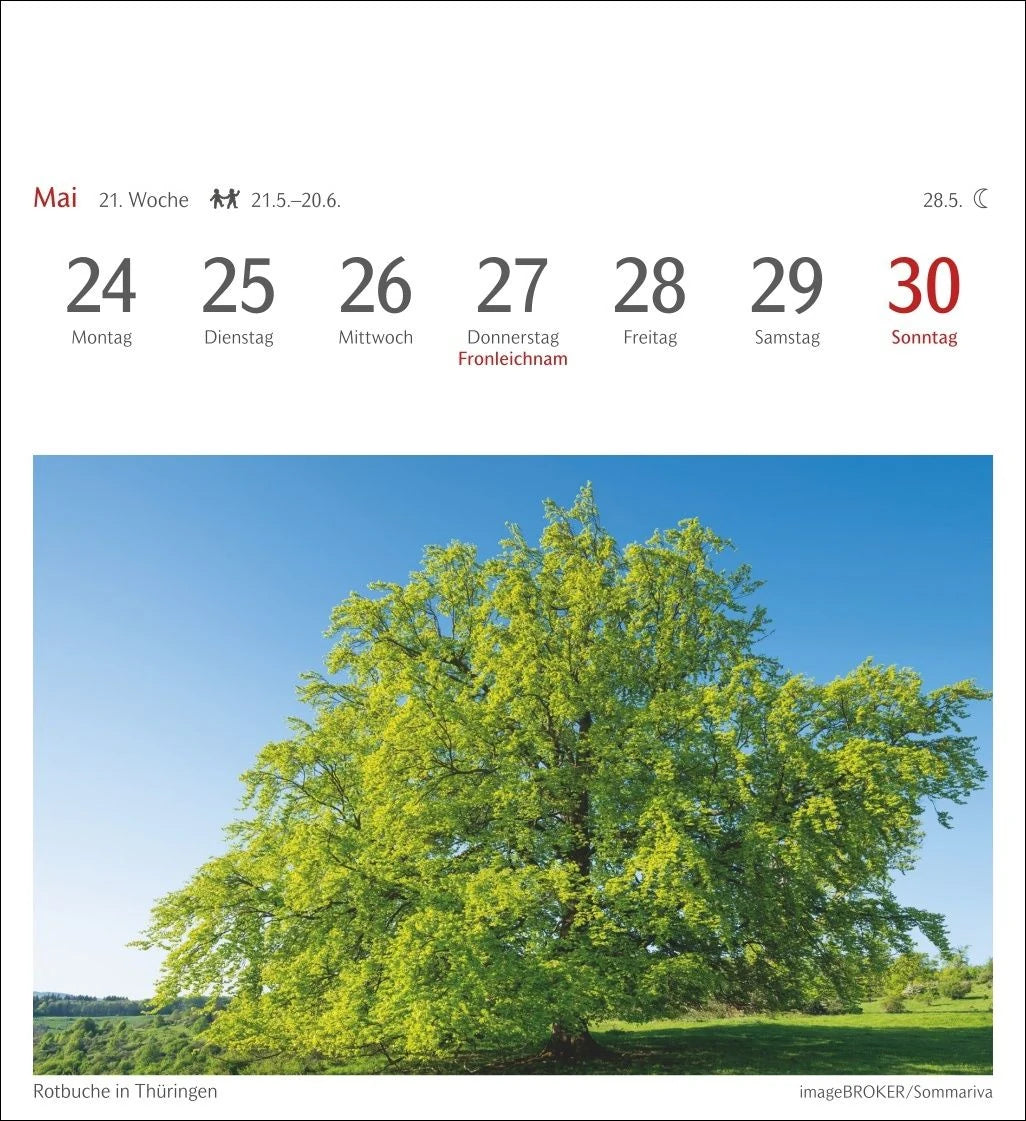 Bäume Postkartenkalender 2027 - Wochenkalender mit 53 Postkarten – Ansicht