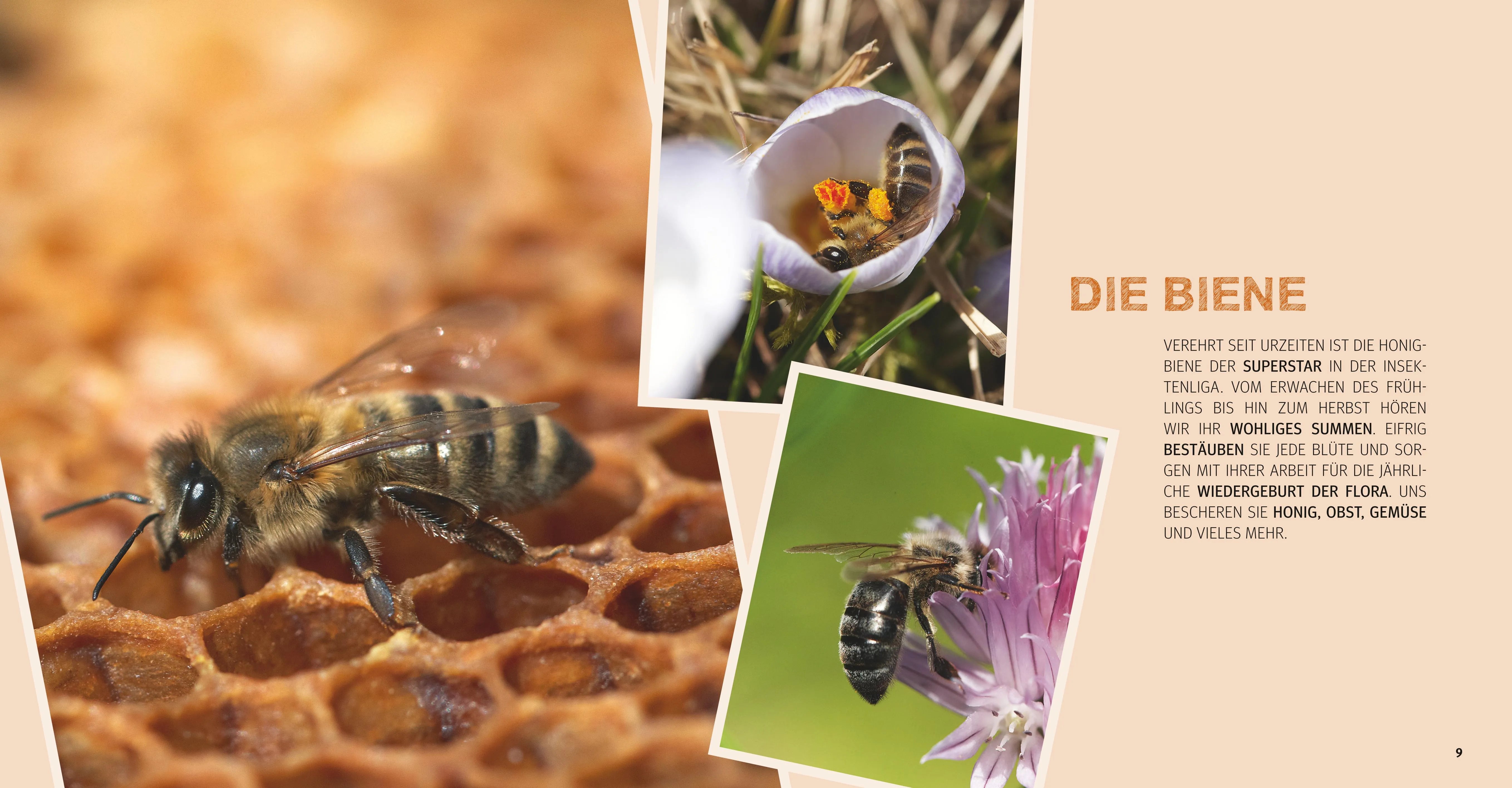 Sandra Bielmeier - Bienen Basics