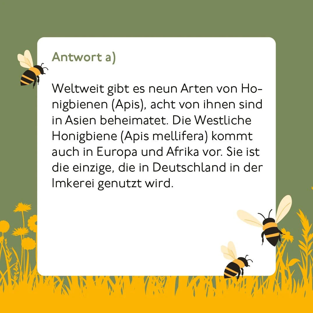 Bienen-Quiz – Ansicht