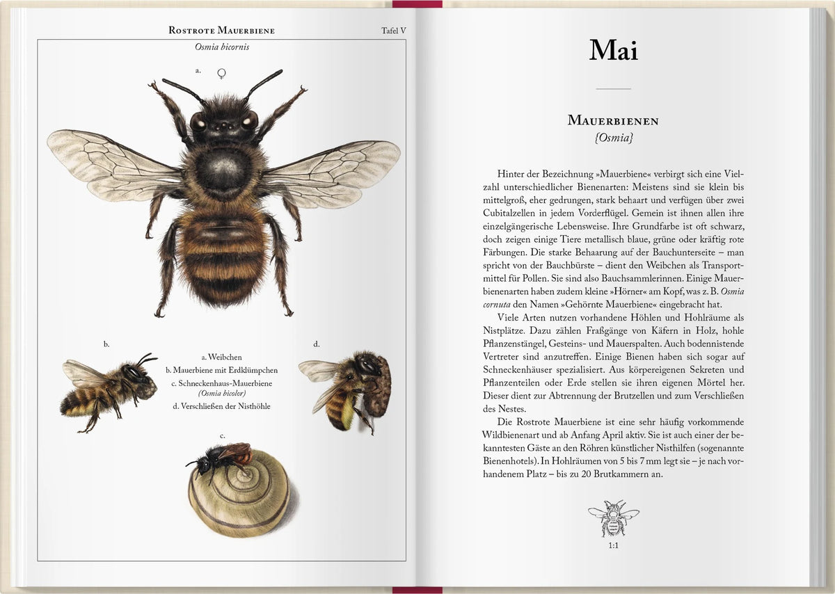 Bienenkalender 2027 – Ansicht