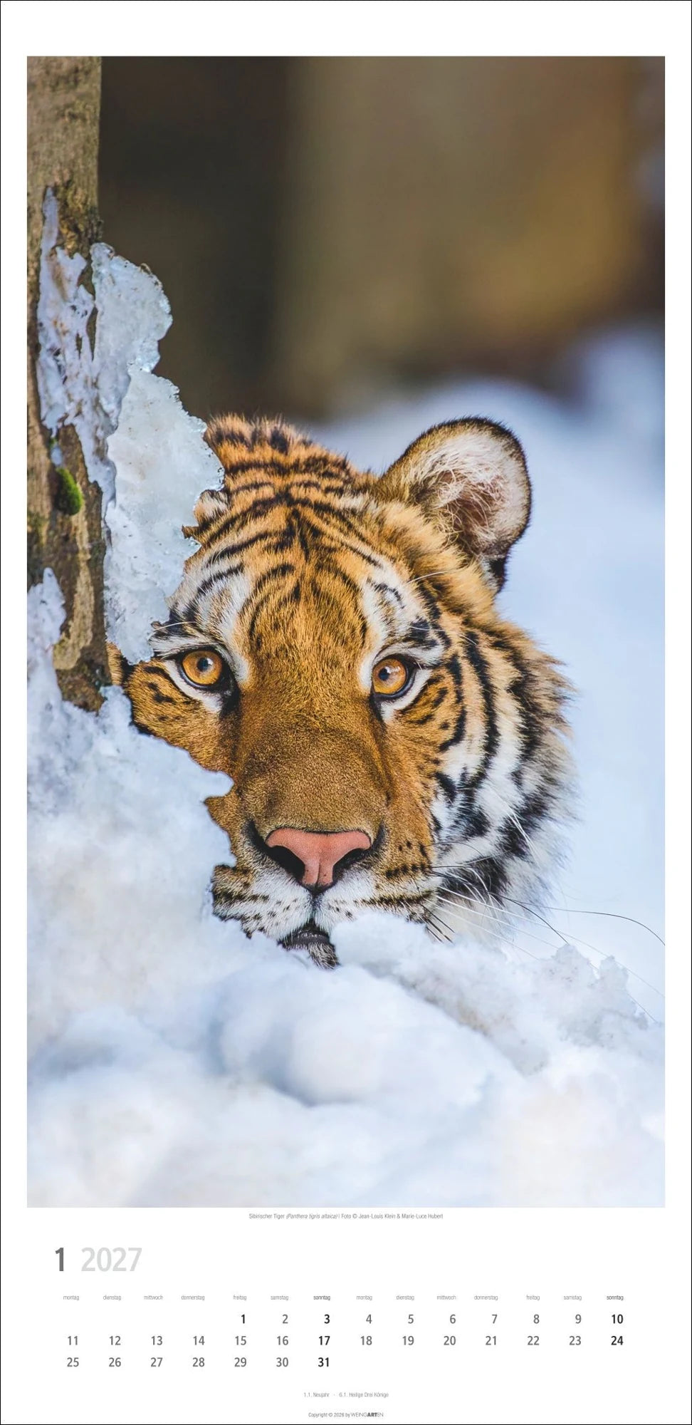 Big Cats Kalender 2027 – Ansicht