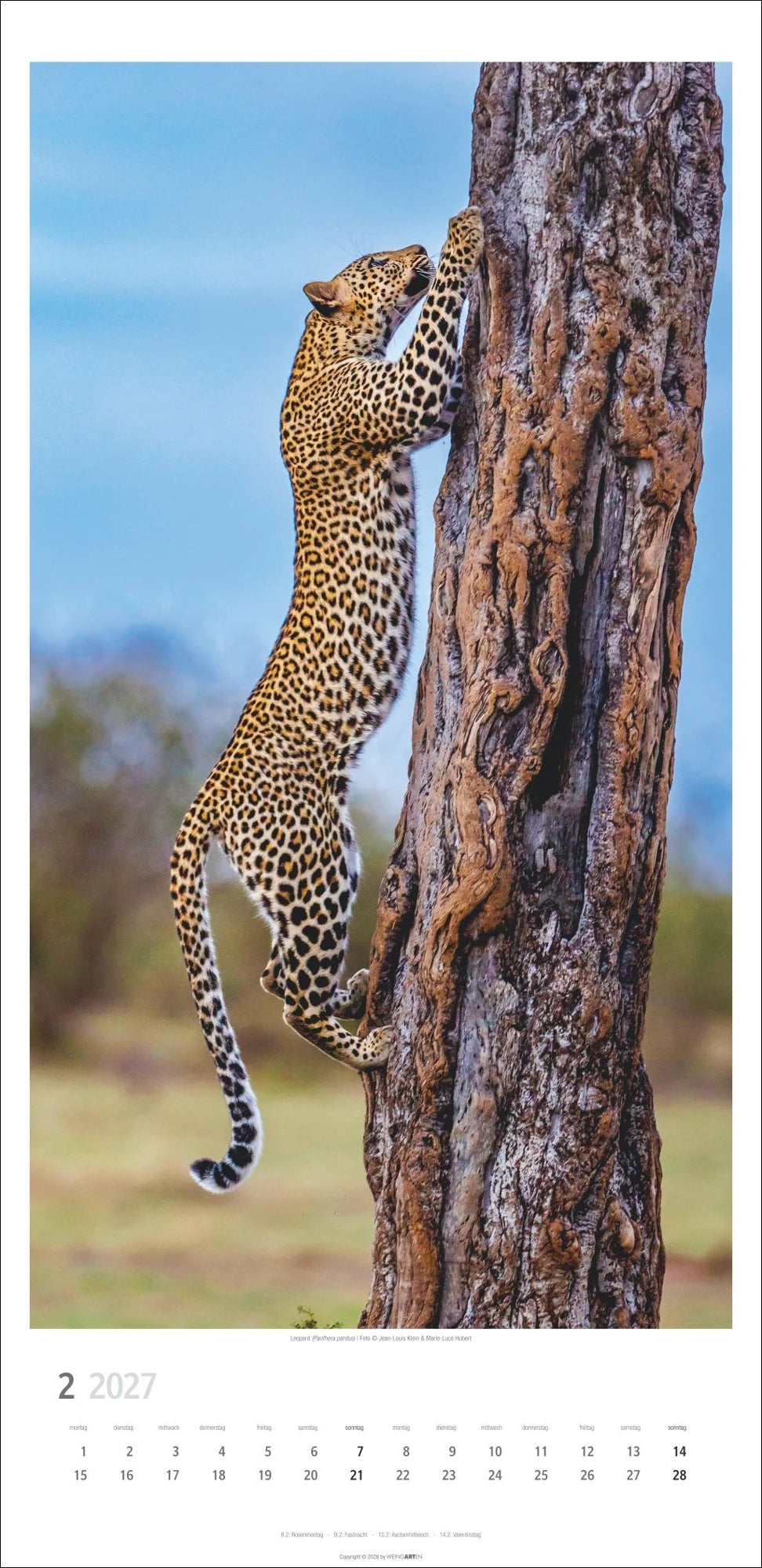 Big Cats Kalender 2027 – Ansicht