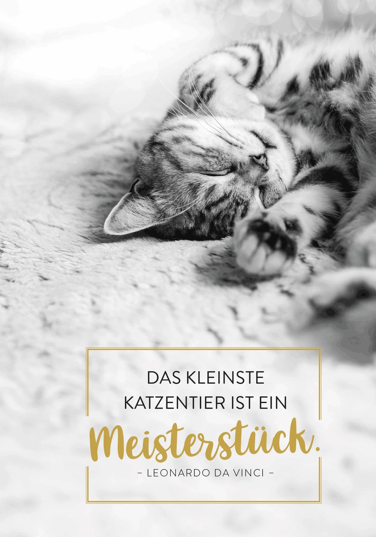 Buchkalender 2027: Für Katzenfreunde – Ansicht