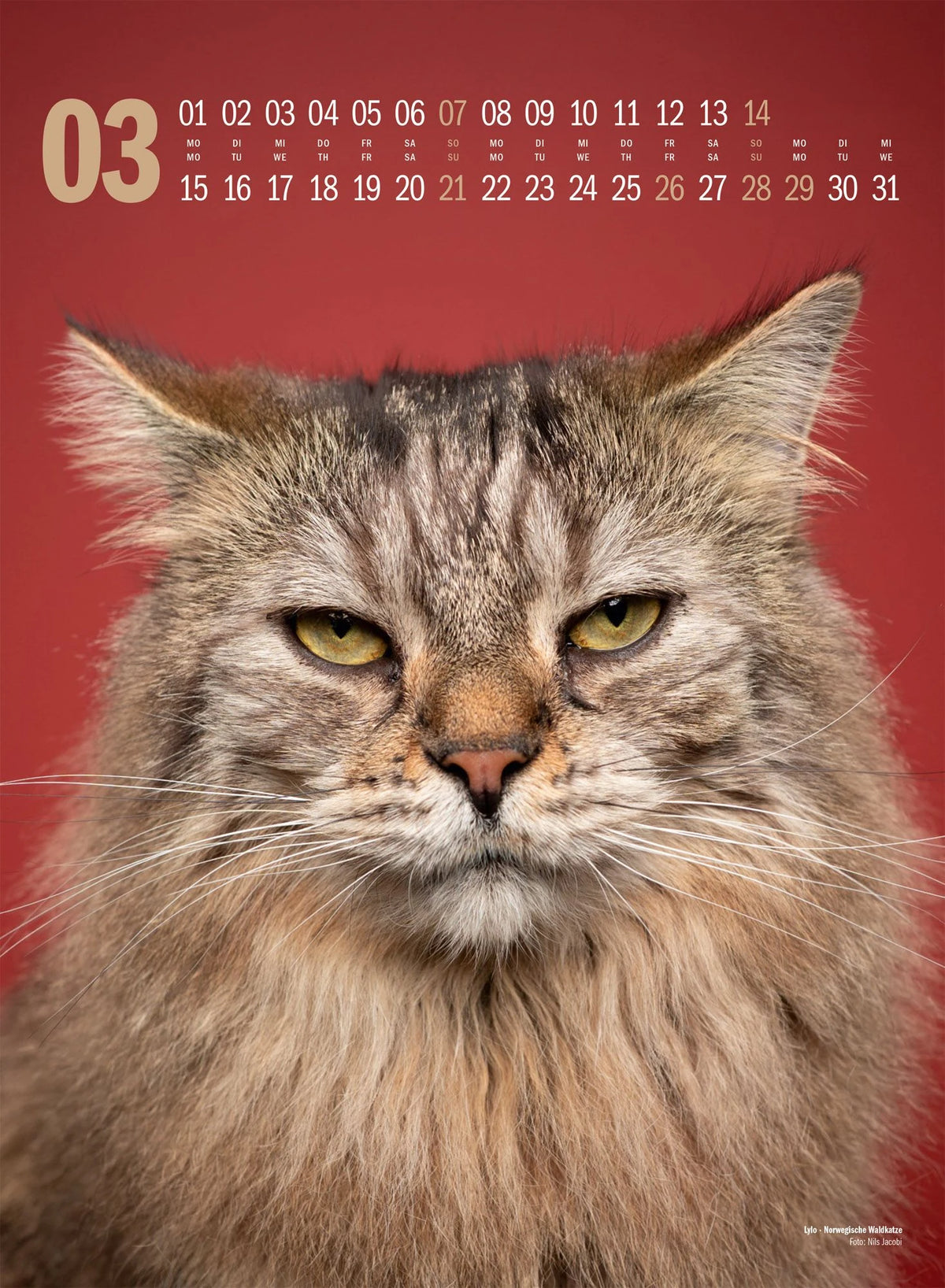 Catography Katzen-Kalender 2027 – Ansicht