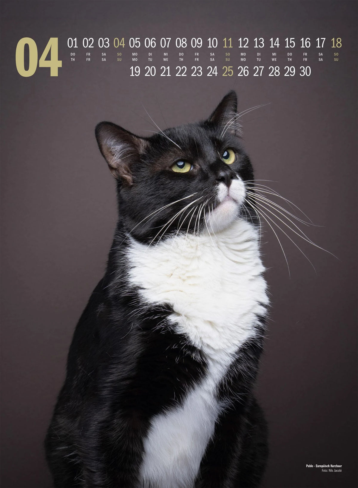 Catography Katzen-Kalender 2027 – Ansicht