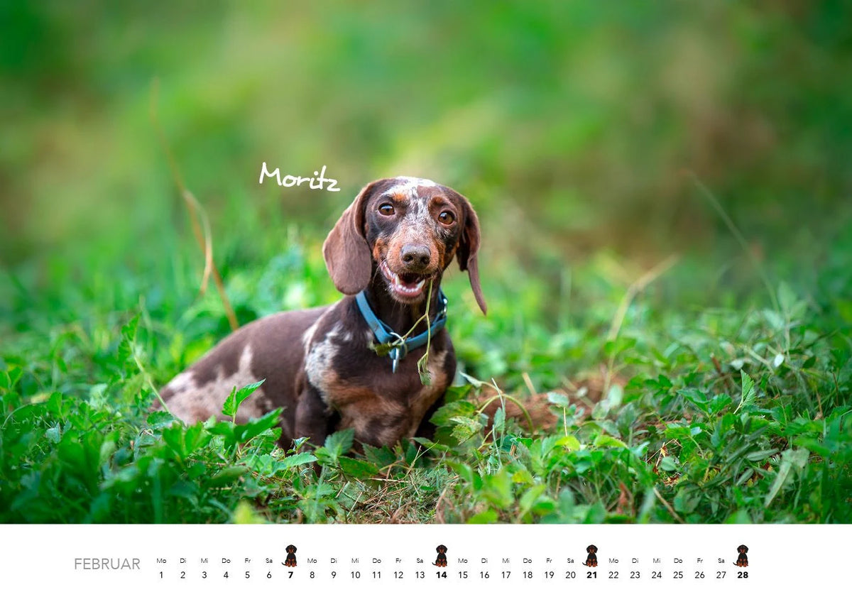 Dackel 2027 Wandkalender Hundekalender – Ansicht