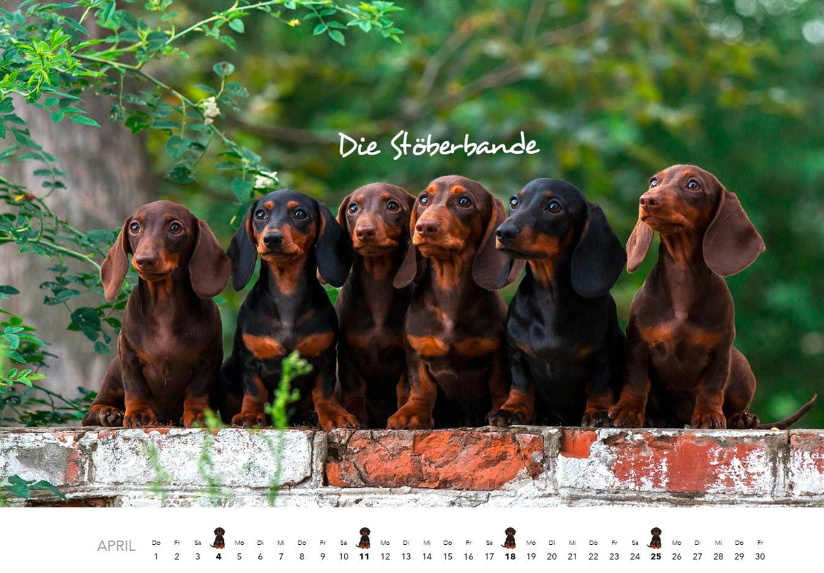 Dackel 2027 Wandkalender Hundekalender – Ansicht