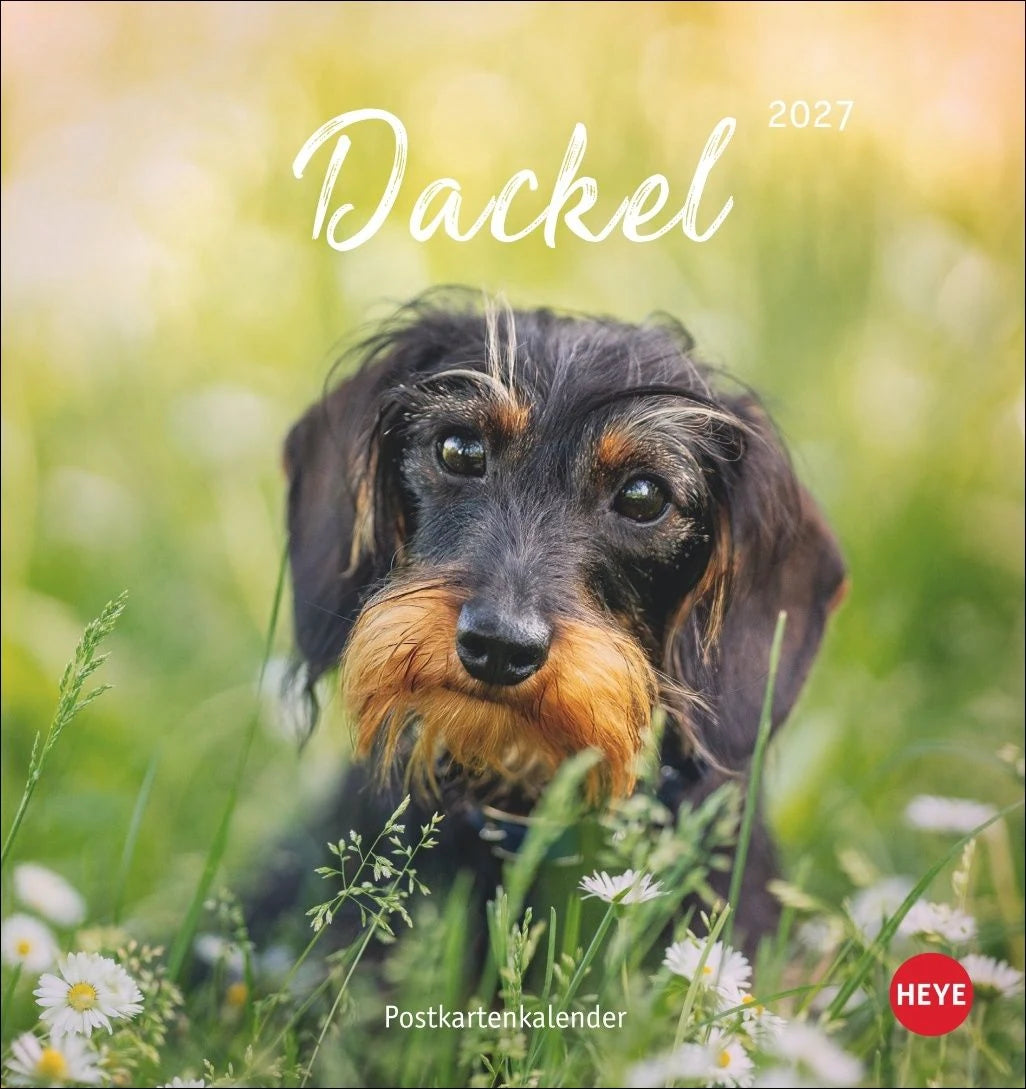 Postkartenkalender: Dackel Postkartenkalender 2027